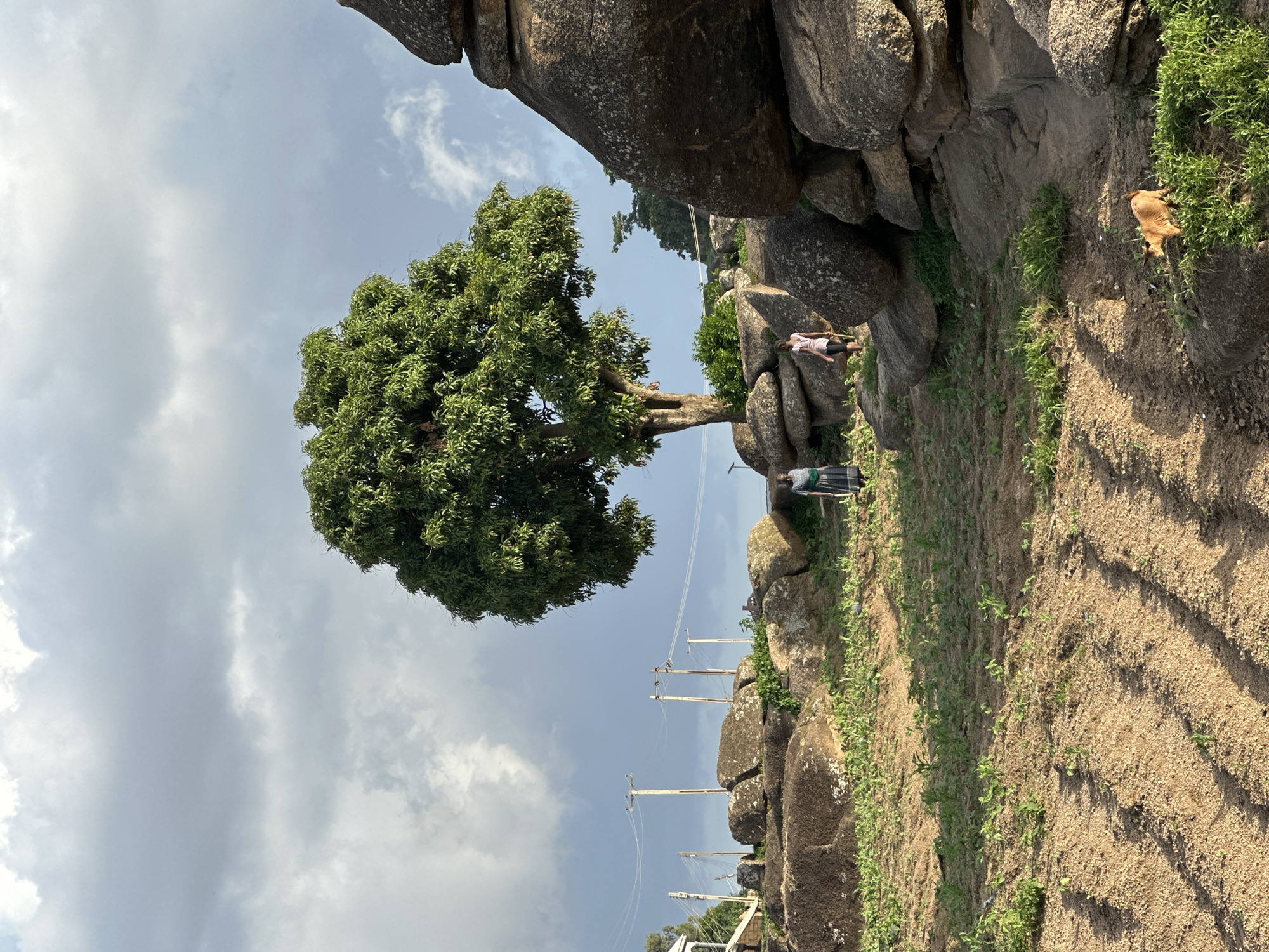 The image depicts a rural or semi-rural outdoor scene in Jos, Nigeria. A large, mature tree with lush green foliage is the central element, positioned on a rocky outcrop. Two individuals, appearing to be children or young women, are present on the rocky terrain near the tree. One is wearing a dark patterned dress, and the other a light-colored shirt and darker shorts. The ground in the foreground is a mix of soil and small green plants, with visible furrows suggesting cultivation. Large, weathered rocks are scattered throughout the landscape, forming the terrain. In the background, several utility poles with power lines are visible, indicating some level of infrastructure. A small, light brown animal, possibly a goat or dog, is foraging in the grass on the right side of the frame. The sky is partly cloudy, with a mix of bright and darker cloud formations, suggesting an overcast or potentially rainy weather condition. The lighting suggests it is either early morning or late afternoon.