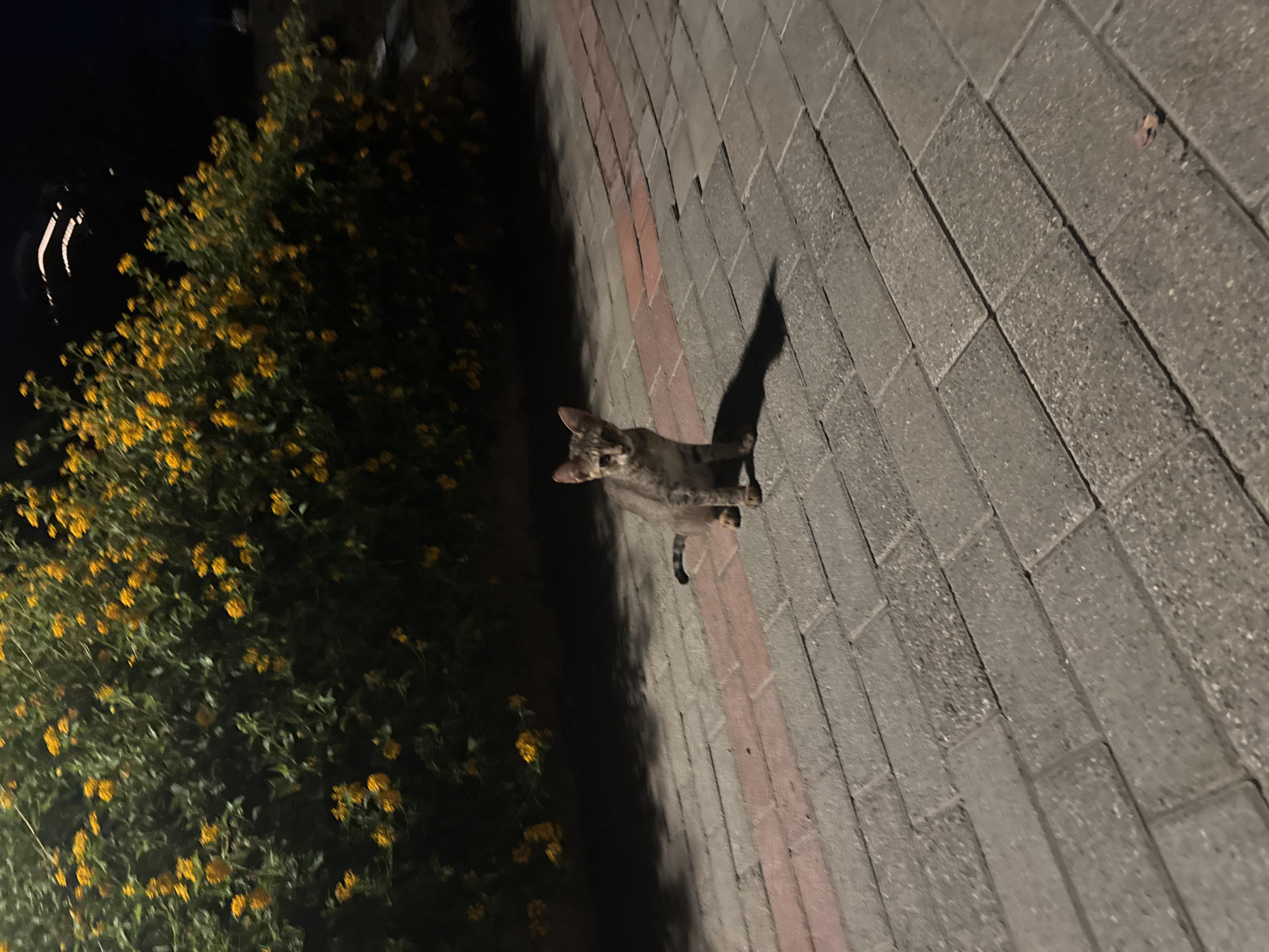 A medium shot captures a young, slender tabby kitten with grey and brown stripes sitting on a paved walkway at night. The kitten faces the camera, its eyes wide and alert. The walkway is made of rectangular grey bricks with interspersed red bricks. Behind the kitten, a dense bush with numerous small yellow flowers and green leaves forms a dark backdrop. The lighting suggests an outdoor environment, possibly a garden or park area in Parekklisia Community, Cyprus, given the time of day and urban landscaping. The kitten's shadow is cast to its left on the walkway.