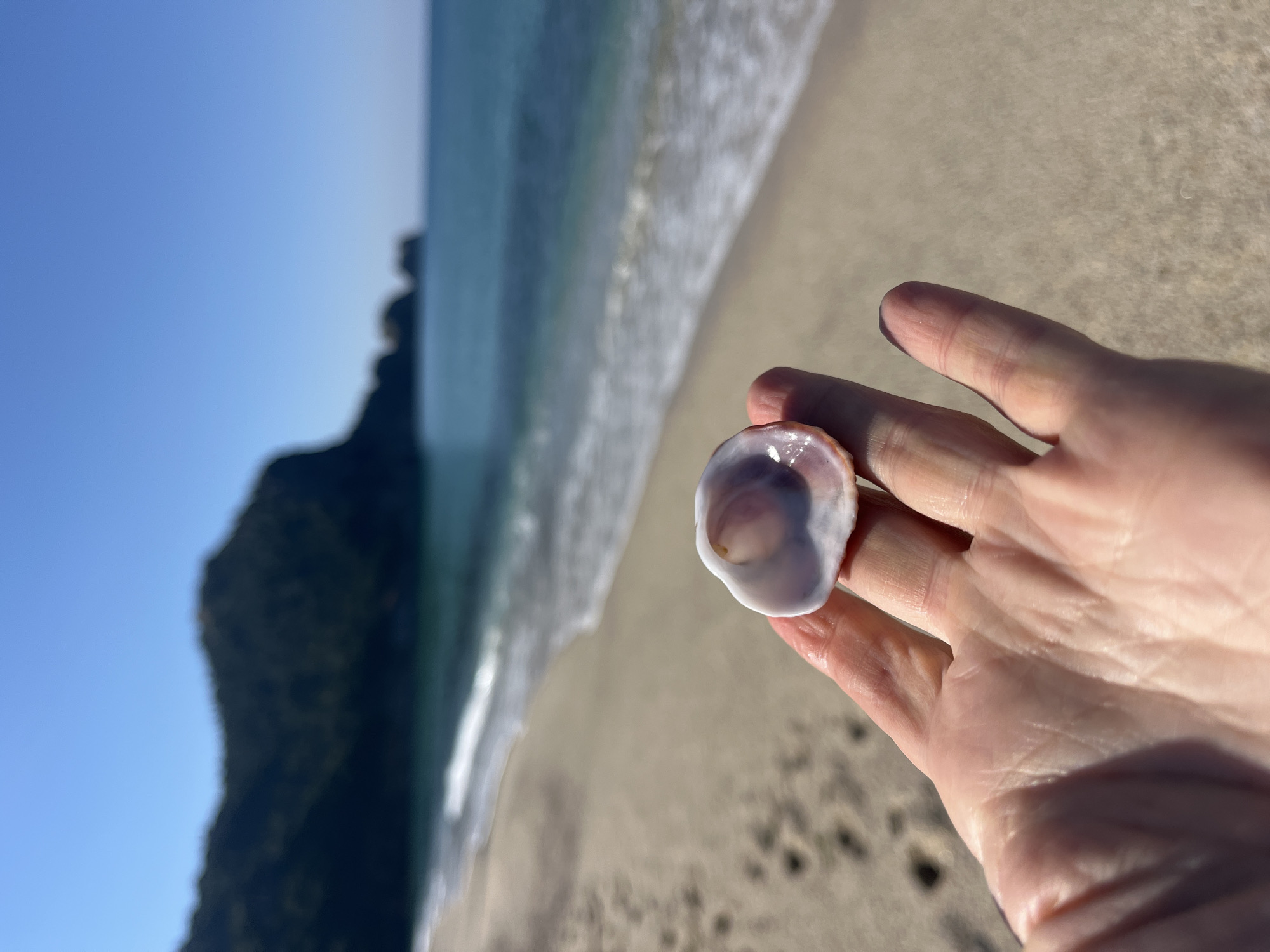 A tilted, eye-level, daytime outdoor shot shows a hand holding a seashell with a beach, ocean, and landmass in the background. The background suggests the location is Alanya, Turkey, due to the coastline's geography.
A person’s right hand is in the foreground, palm up, holding a circular seashell between the thumb and first two fingers. The inside of the shell is visible and primarily white with some purple/brown coloration. The skin on the hand is pinkish.
Behind the hand is a beach with light tan sand. The ocean water is light green with white foamy waves. The water meets the sand in a shallow line.
Beyond the ocean is a large, dark, landmass that slopes upwards. The sky is blue and cloudless. The image is slightly tilted, with the landmass to the left and the hand in the center-right of the shot.