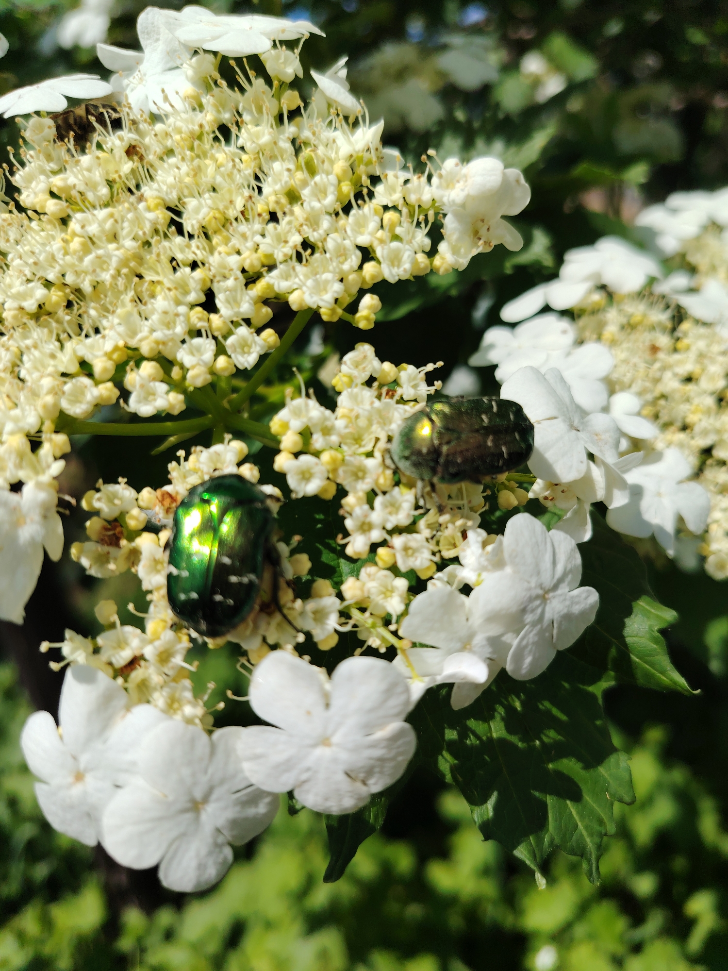 Close-up shot of two iridescent green beetles on white and yellow flowers in Chaikovsky, Russia. The beetles are positioned among the flowers, with one showing a distinct green hue and the other a more muted, darker tone. The flowers are a mix of small yellow buds and larger white petals, set against a background of green leaves.
