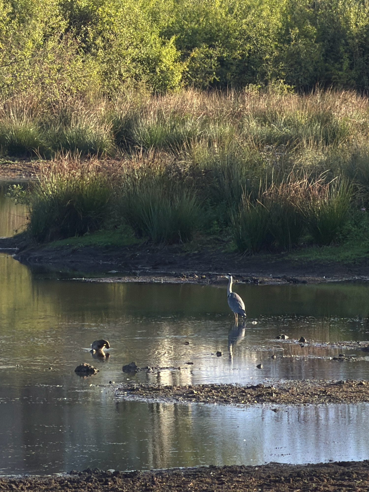 A grey heron stands in shallow water near a muddy bank covered in reeds and vegetation. In the distance, more reeds and trees form a dense background under natural light. To the left of the heron, a duck is partially submerged in the water. The scene appears to be a natural wetland area.