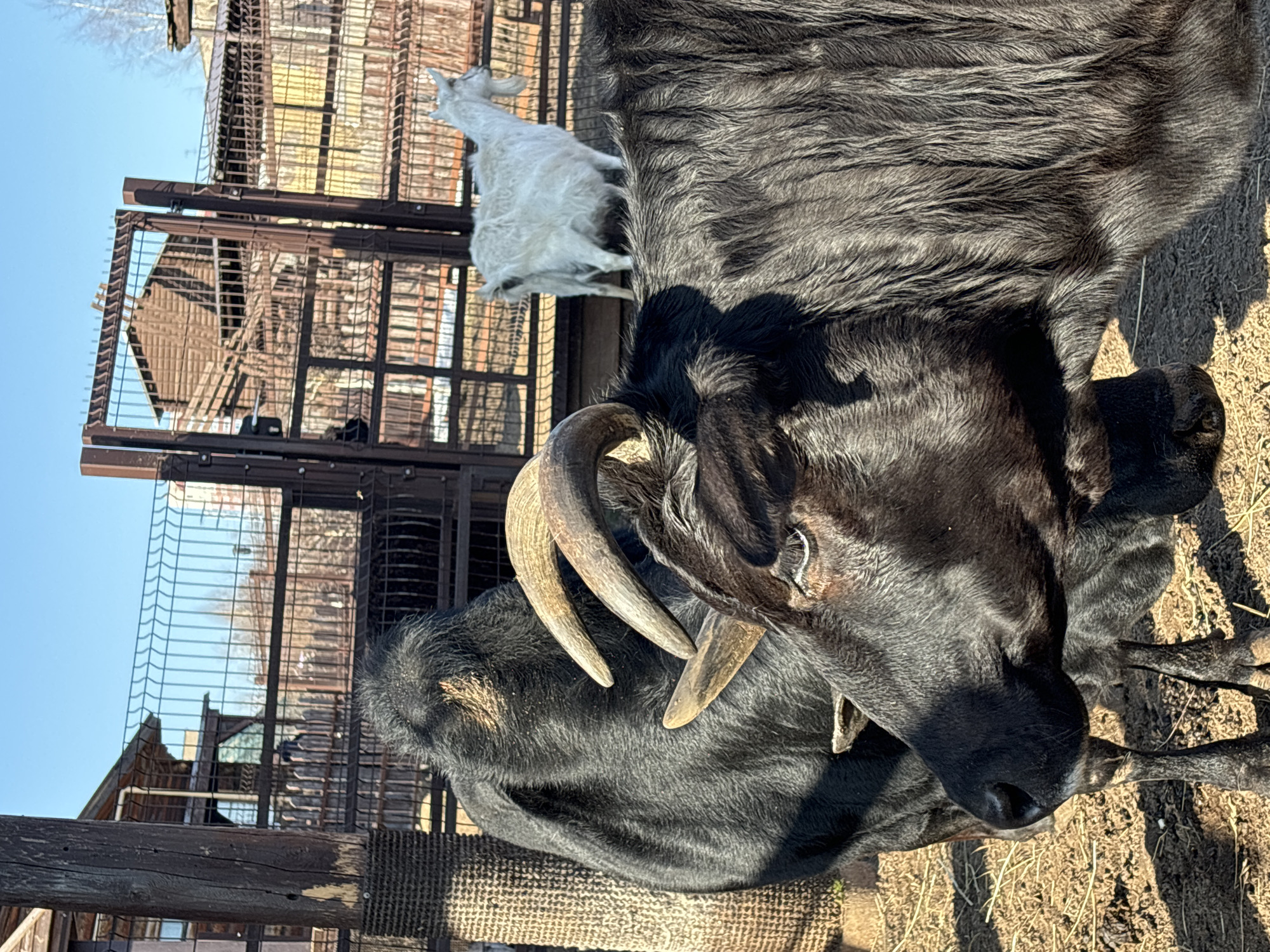 The image shows a black buffalo and a white goat, likely in a zoo setting in Izhevsk, Russia. The buffalo is lying down, facing the viewer with its head turned slightly to the right. Its large, curved horns are prominent. The goat stands in the background, near a metal fence and a wooden structure, possibly part of its enclosure. The ground appears to be dirt or straw. The scene is bathed in sunlight, suggesting it is daytime.