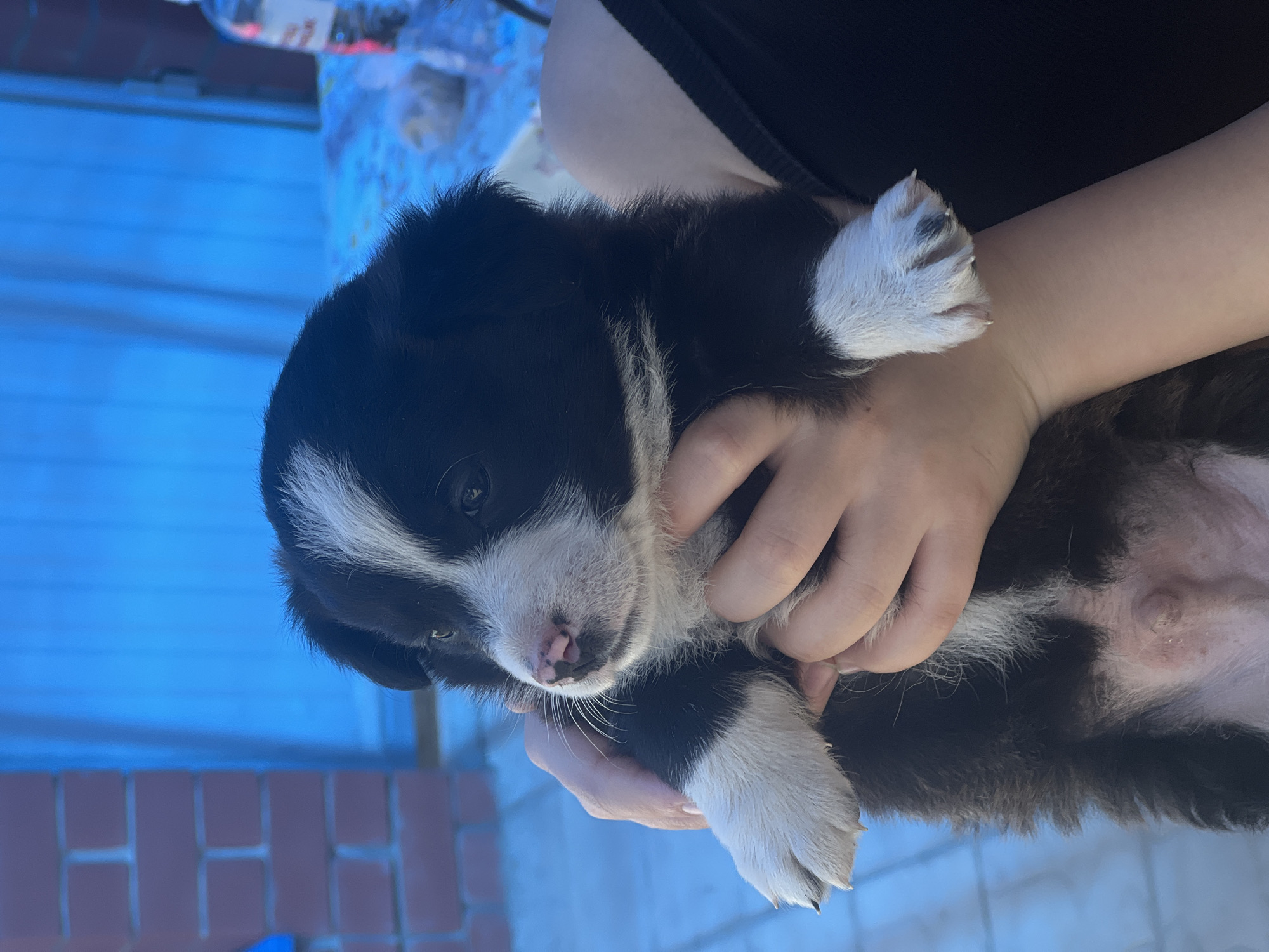 A person is holding a black and white puppy. The location is in the city of Слобода, Russia.