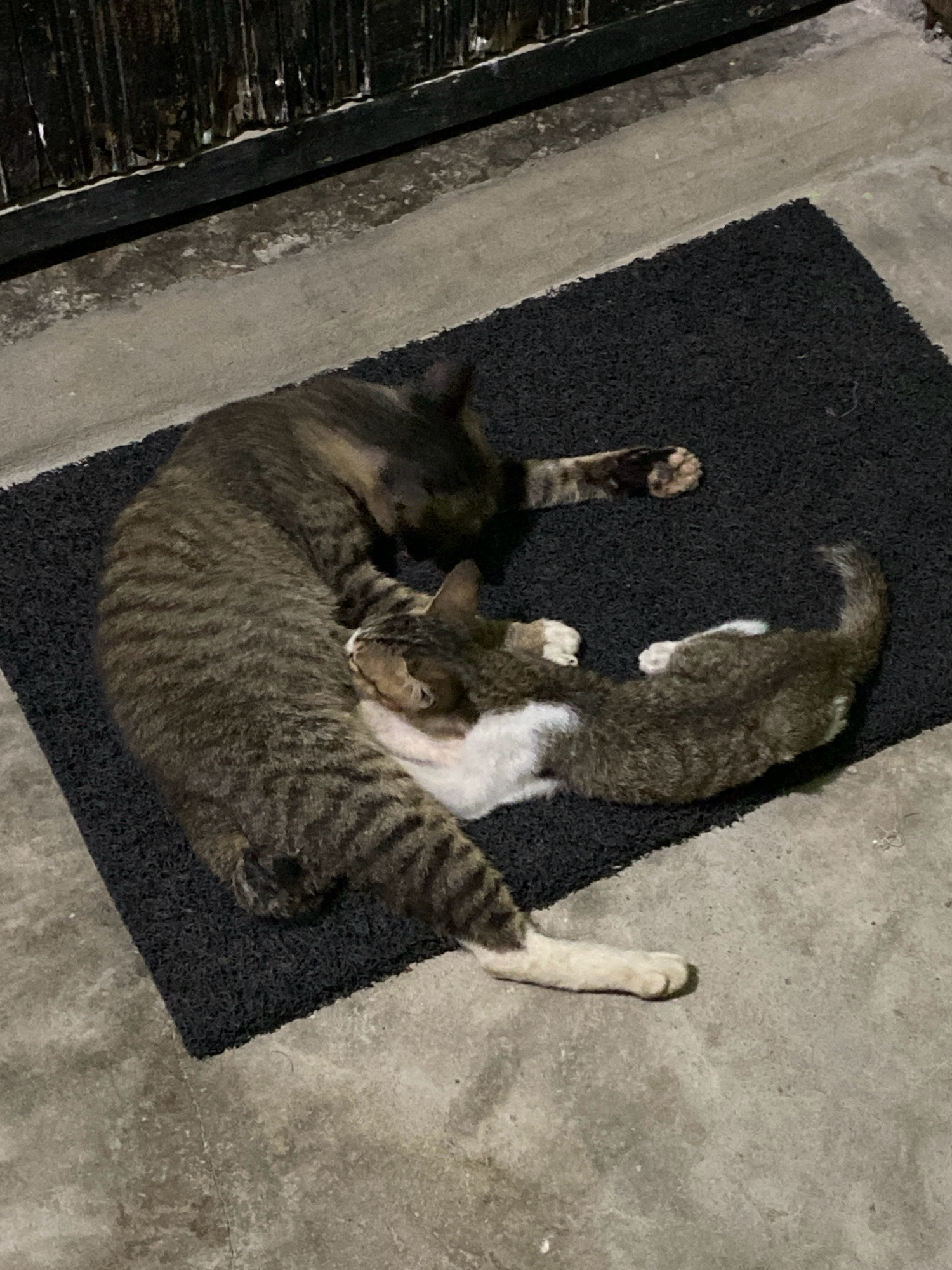 Two domestic cats, one larger and one smaller, are resting together on a black textured mat placed on a concrete surface. The larger cat, with tabby markings, is curled around the smaller cat, which has patches of white fur. The scene appears to be outdoors, possibly in a courtyard or alleyway, as indicated by the concrete ground and a dark, vertical structure in the background that resembles a fence or gate. The lighting suggests it might be evening or nighttime. There are no people or other animals present. The location of Blangdalam, Indonesia is not visually discernible from the image.