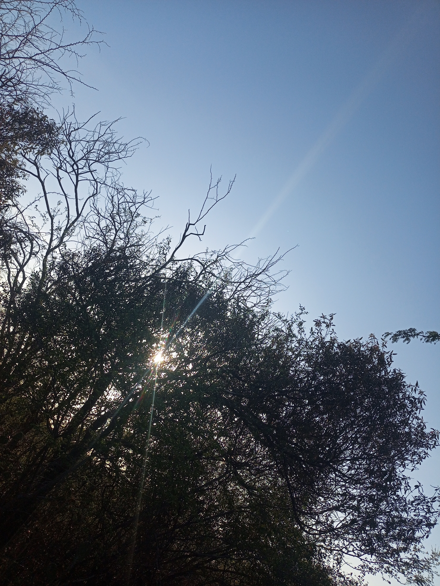 The image shows a low-angle view of trees against a clear blue sky. The sun is visible through the branches of the trees, creating a lens flare effect. The upper left and some branches are bare. The location, Juan Griego, Venezuela, is not discernible from the image.
