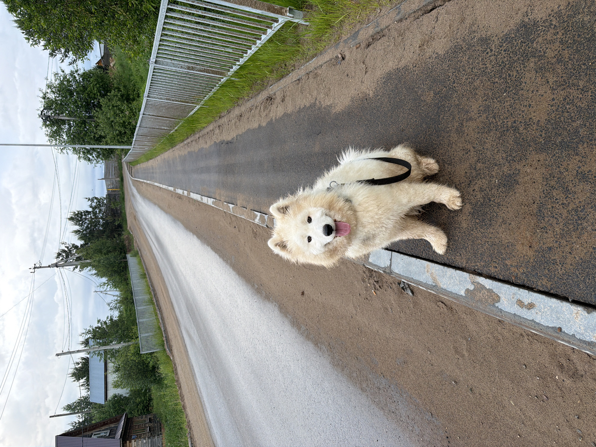 A bright, rotated eye-level photograph features a happy white Samoyed dog resting on the side of a paved road in a semi-rural area of Chaikovsky, Russia. The fluffy dog, wearing a black harness, lies on its belly on a sandy patch beside the asphalt, its tongue playfully peeking out as it looks towards the camera, conveying a relaxed and cheerful demeanor.
The road, composed of dark asphalt on one side and a wider sandy/gravelly shoulder on the other, stretches diagonally from the lower left to the upper right of the frame, disappearing into the distance. A metal fence runs along the entire length of the left side of the road, behind which a dense line of green trees and bushes forms a natural barrier. Several utility poles with overhead power lines are visible emerging from and above the trees on the left.
The sky is overcast, providing soft, even lighting across the scene. The road surface shows signs of wear, with sand and debris partially covering the asphalt, and some areas appearing damp. A grey curbstone separates the sandy shoulder from the main road near the dog. In the far distance, glimpses of residential buildings, including a wooden house with a dark roof, can be seen through the foliage. A very small, almost illegible number "10" is faintly visible on a sign on this distant wooden house. The overall impression is one of a peaceful, natural environment.