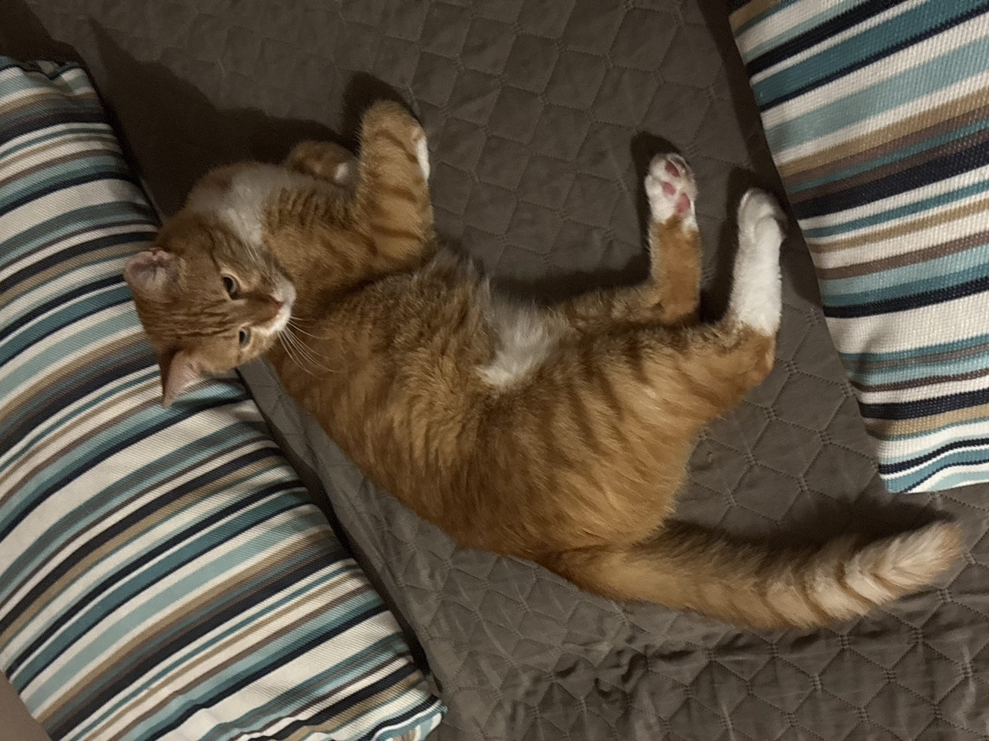 In Bar, Montenegro, an orange tabby cat with white paws is lying on a quilted brown comforter. The cat is positioned on its side, with its head resting on its paws and its tail extended. Two striped pillows, one with blue, white, and brown stripes, are visible at the top and bottom of the image, partially obscuring the cat and comforter.