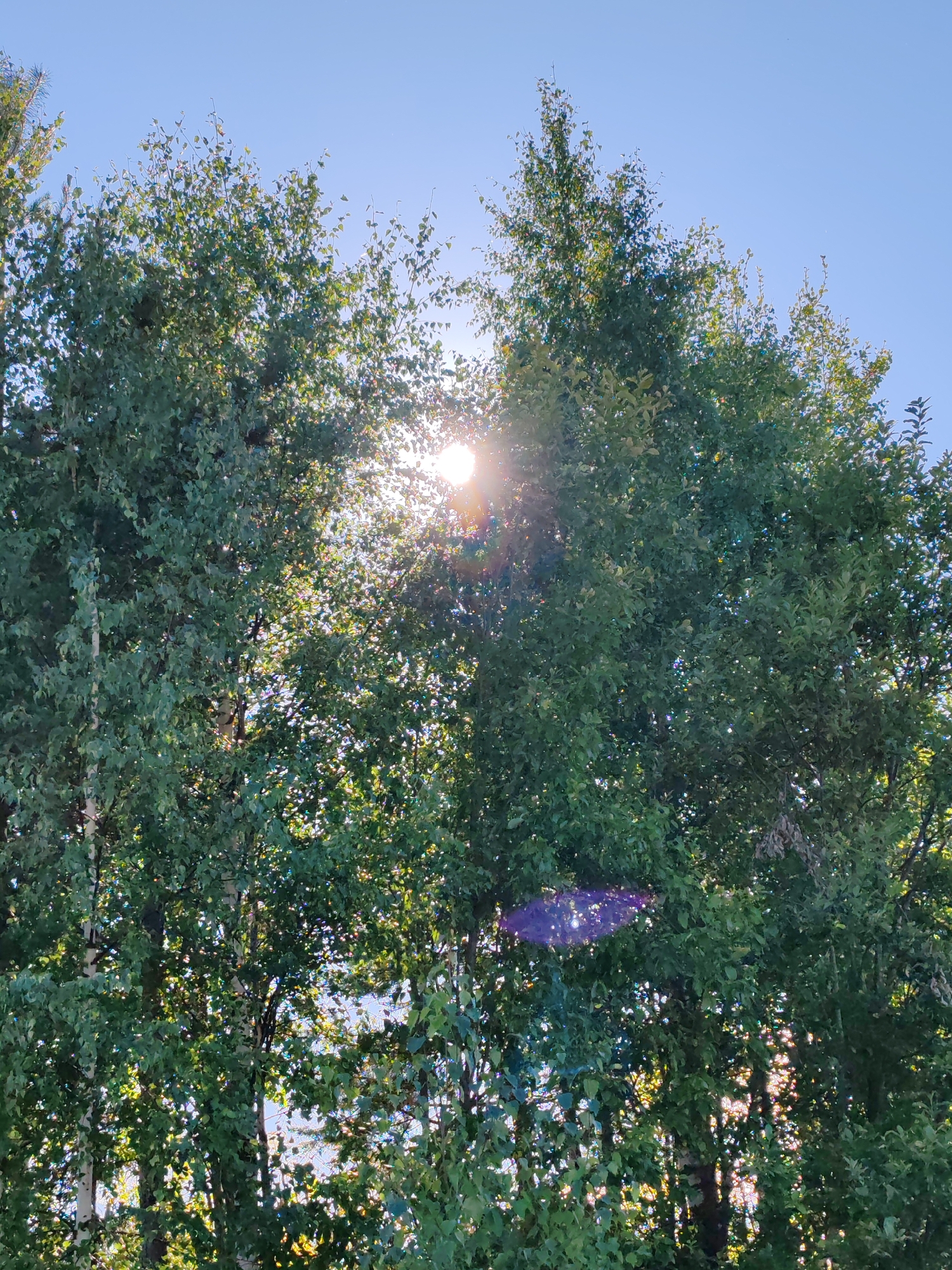 The image shows a sunburst through the lush green leaves of several trees against a clear blue sky. The sun is partially obscured by the dense foliage, creating a lens flare effect with streaks of light and a purplish hue. The trees appear to be a mix of birch and other deciduous varieties, with some of their pale bark visible. The scene suggests a natural, possibly rural or park-like setting. While the specific location is given as Чухлэм, Russia, there are no discernible landmarks or elements in the image that would allow for precise identification of its placement within the city. No people or animals are visible in the frame.