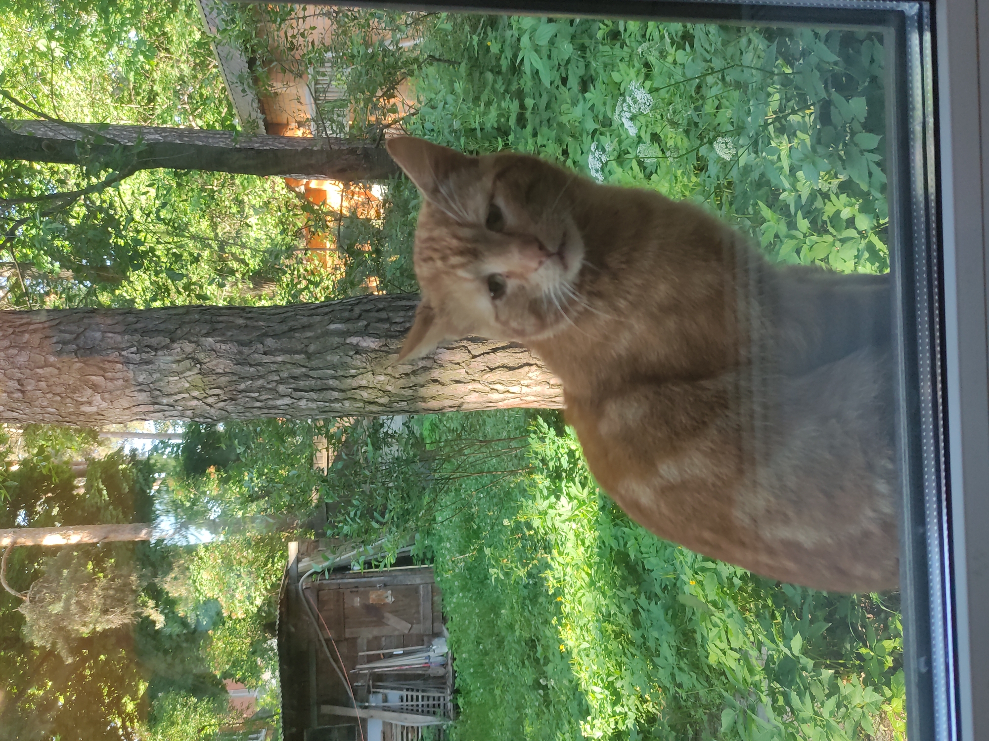 A medium shot shows an orange tabby cat looking into a room through a window. Outside, a lush, green garden is visible, including trees and shrubs. A small wooden shed is located in the background. The photo was taken in Tomilino, Russia.