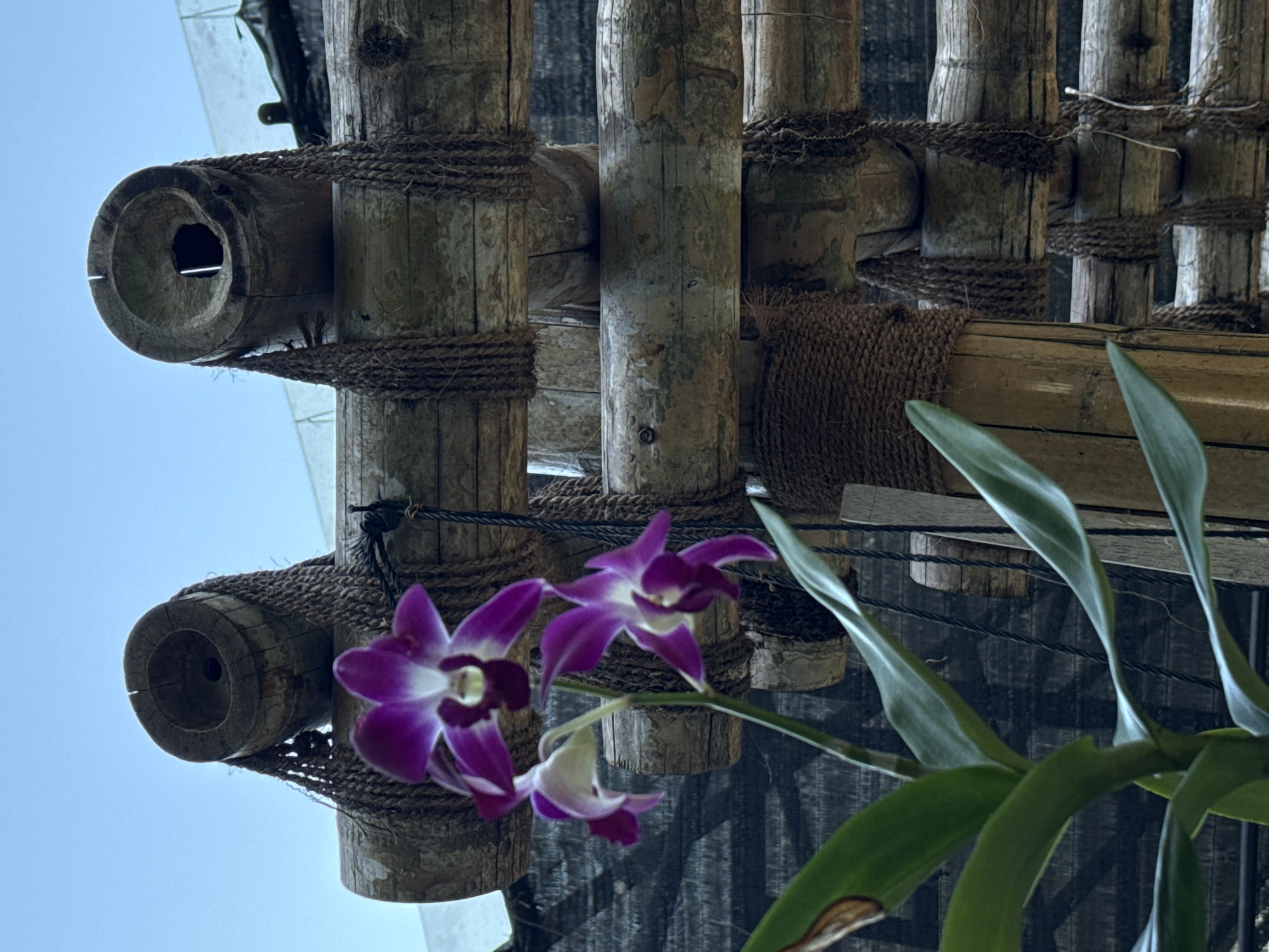 An outdoor, medium shot captures a cluster of purple and white orchids in the foreground, with their delicate petals unfurling. The orchids are set against a backdrop of a rustic wooden structure, seemingly constructed from bamboo poles lashed together with coarse rope. Two large, hollowed bamboo sections, positioned vertically, are prominently featured at the top of the structure. They are adorned with trailing rope ties. The wooden elements are weathered, showing signs of age and outdoor exposure. Behind the wooden structure, a dark, netted material is visible, suggesting a garden or greenhouse setting. The sky above is a clear, pale blue. The image does not contain any people or discernable location within the city of Unknown, Maldives.