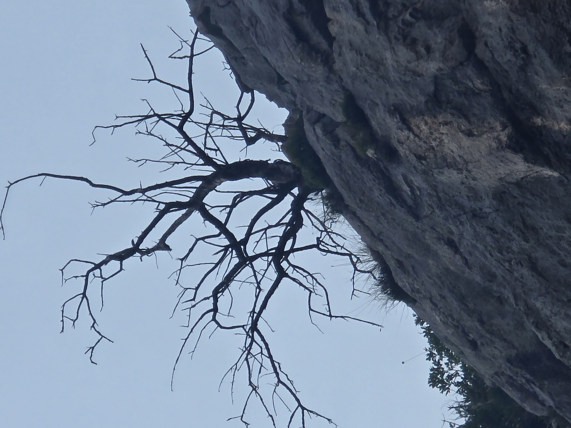 A dead tree with bare branches stands on a rocky, gray hillside against a pale blue sky. The tree is silhouetted and appears to be growing from a small patch of green vegetation on the rocks. The rocks are uneven and textured, with some cracks and crevices visible. The image is taken from a low angle, looking up at the tree and the hillside. The overall impression is one of ruggedness and resilience, with the dead tree symbolizing survival in a harsh environment. The scene is likely a natural landscape in the outskirts of Podgorica, Montenegro, possibly on the slopes of one of the surrounding hills or mountains.