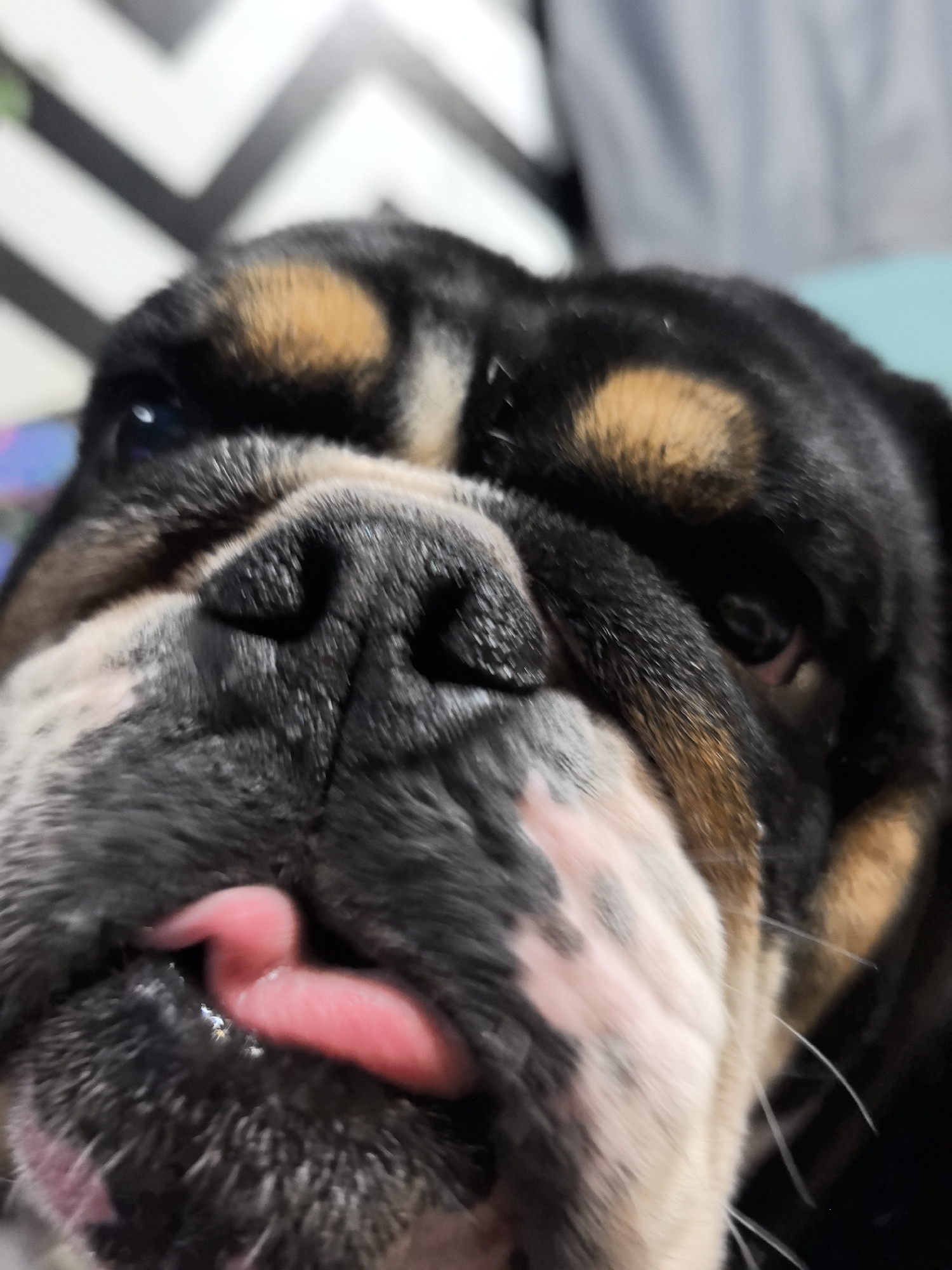 A close-up, head-on view captures a tricolor bulldog, predominantly black and tan with areas of white and light grey fur, located in the city of Noviy, Russia. The dog's pink tongue is partially extended from its mouth, slightly to the left. Its dark, moist nose is prominent at the center, surrounded by characteristic facial wrinkles. Both eyes are visible, with one showing a distinct dark blue pupil. The immediate background to the upper left features a blurred black and white zigzag or chevron pattern, while the upper right consists of indistinct, blurred areas of light grey and light blue.
