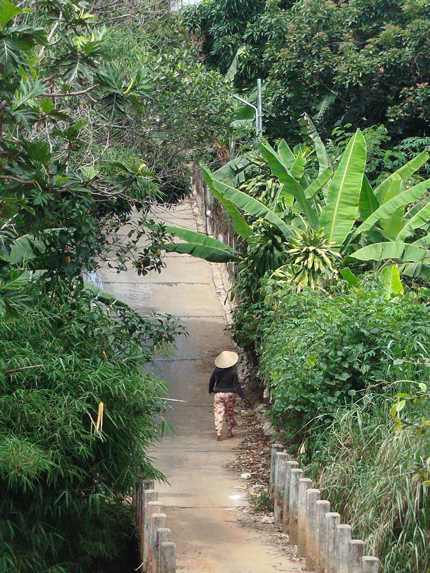 A street view in Hoi Phu Ward, Vietnam shows a concrete pathway lined on both sides with lush vegetation. A person wearing a conical straw hat, a long-sleeved dark top, and patterned pants is walking away from the viewer on the path. Concrete posts form a low barrier along one side of the pathway. A utility pole is visible amongst the greenery. The vegetation includes banana plants, bamboo, and other unidentified trees and bushes. The pathway appears to be slightly uphill.