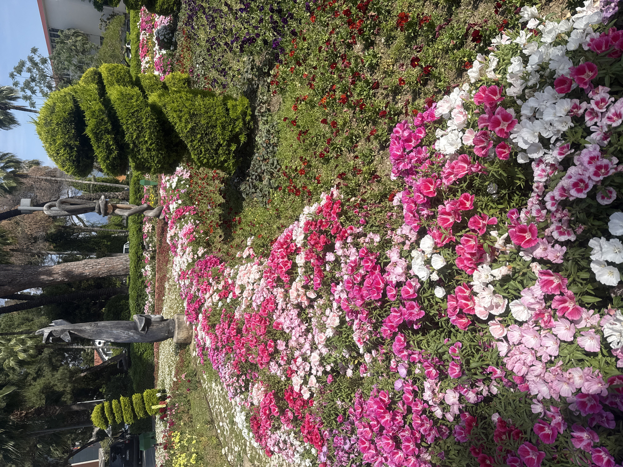 The image depicts a vibrant, well-maintained garden or park, filled with a diverse array of colorful flowers and lush greenery under a clear blue sky. The scene is captured in bright daylight, casting defined shadows.
The foreground and midground are dominated by extensive beds of flowers arranged in rows. The most prominent flowers are in shades of pink, white, and fuchsia, some with patterned petals, possibly Godetia or Clarkia species. Behind these, there are sections of smaller red, purple, and yellow blooms, interspersed with green foliage.
To the left side of the image, a series of intricately trimmed, conical green topiary bushes are visible, forming a decorative border. Further back, taller trees, including palm trees and conifers, create a natural backdrop. A large, dark-colored abstract sculpture, resembling a twisted, knot-like form or an outstretched hand, stands prominently amidst the greenery, close to the topiary.
In the background, elements of a built environment can be seen, including a light-colored building with a reddish roof, suggesting architectural presence beyond the garden. A street pole and parts of a parked dark-colored vehicle are also subtly visible. The overall impression is one of a beautiful, tranquil, and meticulously landscaped outdoor space. No people or visible text are present in the image.