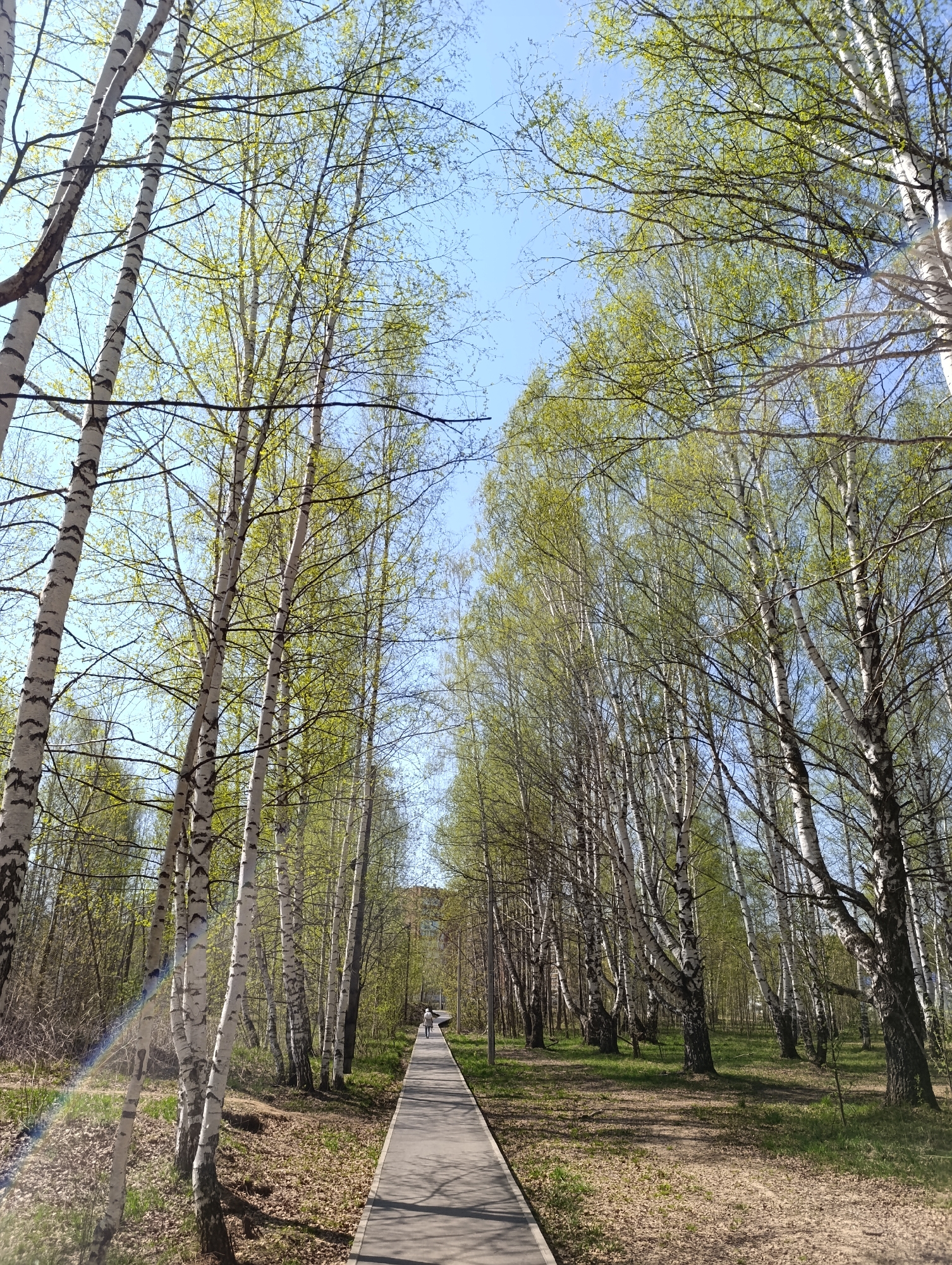 A medium, eye-level shot shows a path cutting through a dense forest of birch trees on a sunny day in Unknown, Unknown. The path is gray and stretches towards the center horizon, where a single person walks away from the viewer. The birch trees are tall and slender, with white bark and black markings. Their branches, bearing fresh green leaves, reach towards the blue sky visible through the canopy. The ground is covered with brown leaves and patches of green grass. A lens flare appears in the lower-left corner.