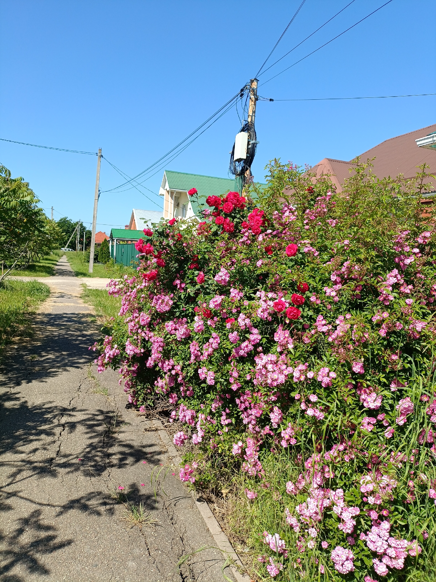 The image displays a bright, sunlit outdoor scene, likely in a residential area of Goryachiy Klyuch, Russia. The primary subject is a large, dense rose bush overflowing with numerous blossoms. The majority of the flowers are small, vibrant pink roses, with a cluster of larger, deep red roses blooming prominently at the top-center of the bush.
To the left of the rose bush, a cracked, grey asphalt or paved path stretches into the distance, lined by green grass and other foliage. Tree shadows, indicative of strong sunlight, are cast across the path. In the background, several houses with pitched roofs are visible, one featuring a distinct green roof and another a brown one.
A wooden utility pole, heavily laden with multiple black wires and a white electrical box, stands tall against a clear, brilliant blue sky in the upper-center of the frame. Another simpler utility pole is visible further down the path on the left. The sky is entirely free of clouds, suggesting excellent weather. The overall impression is one of a peaceful, summery day. No people or specific activities are depicted, and no visible text is present.