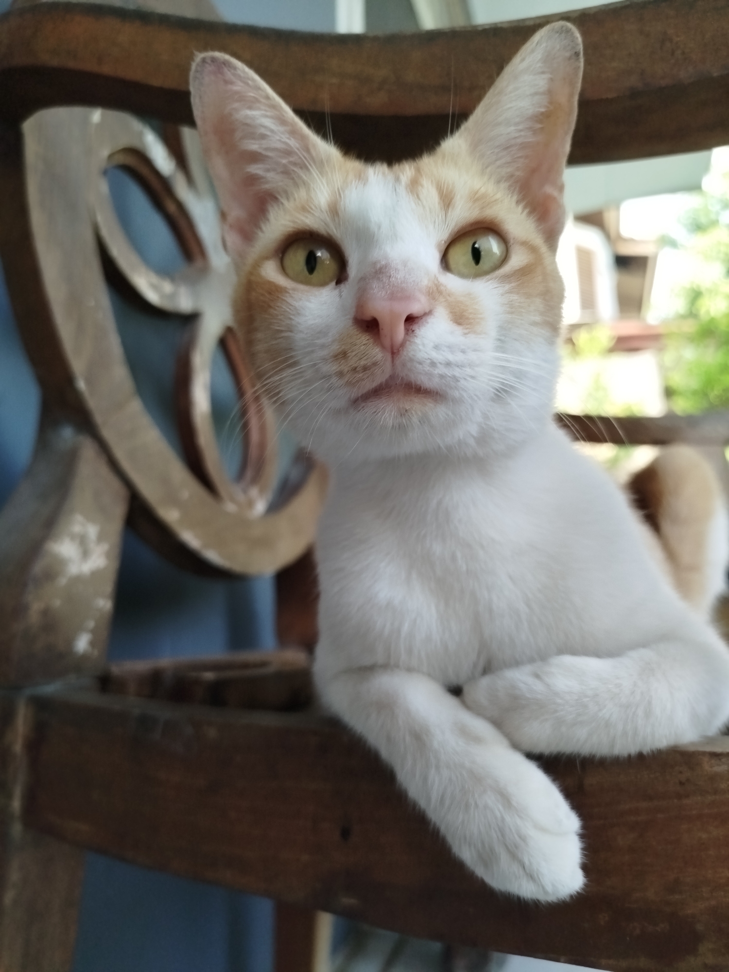 A close-up, eye-level shot shows a ginger and white cat sitting on a wooden chair with its paws crossed. The cat is looking directly at the camera with its head tilted slightly. The background is blurred, showing some greenery and buildings, suggesting an outdoor or semi-outdoor setting, likely a residential area in Depok, Indonesia. The lighting is natural, indicating it was taken during the day. The focus is sharp on the cat's face and front paws, while the chair and the background are out of focus.