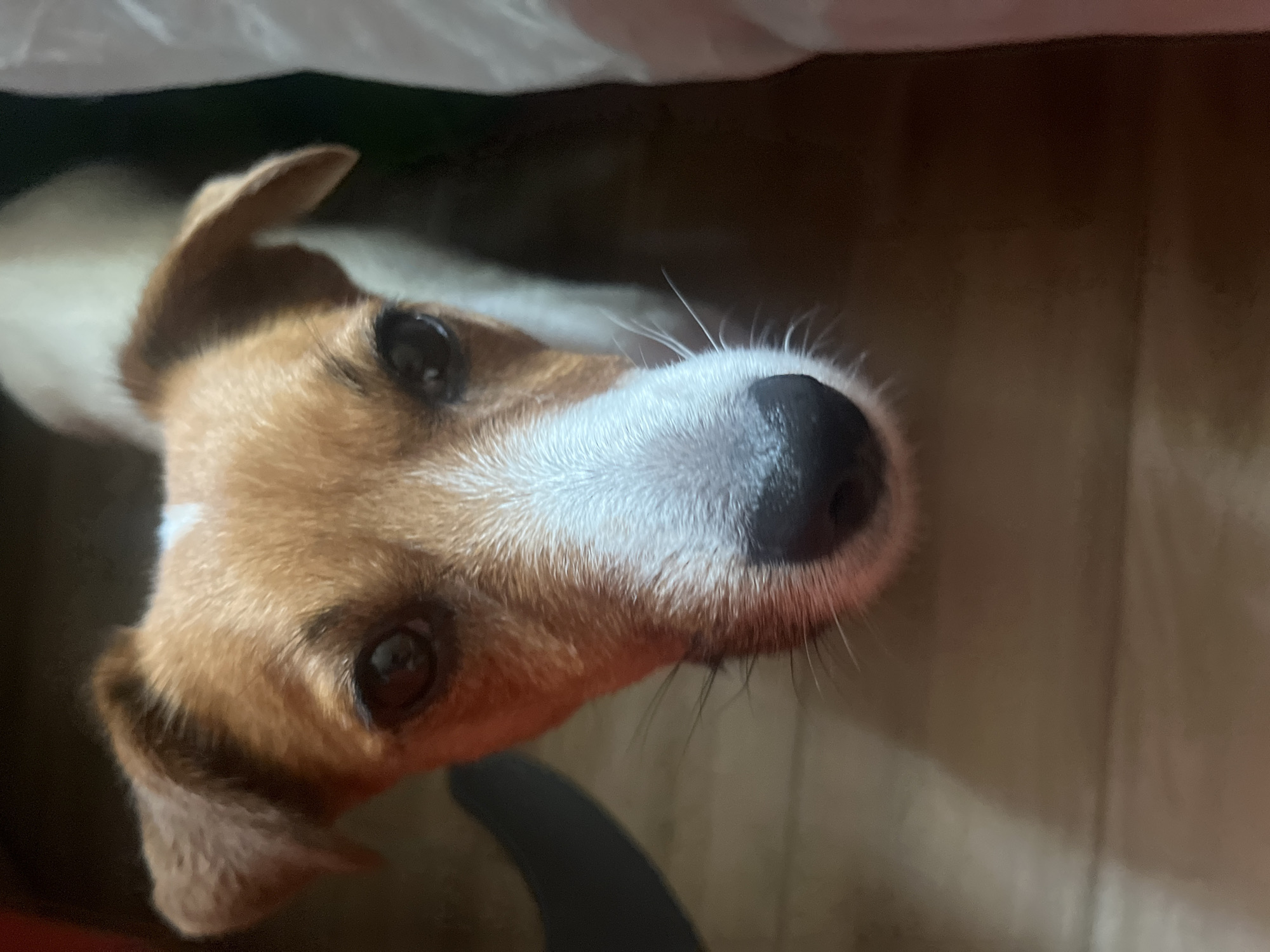 A close-up, eye-level shot shows a Jack Russell Terrier's face looking directly at the camera. The dog has brown and white fur, with distinct brown markings around its eyes and ears, and a white blaze down its snout. Its dark eyes appear alert, and its whiskers are visible. The background is blurry and appears to be an indoor setting with wooden flooring. A portion of a white object, possibly fabric, is visible on the right side of the frame, and a dark, curved object is partially visible on the left. The image does not provide any specific information about the location in Moscow, Russia.
