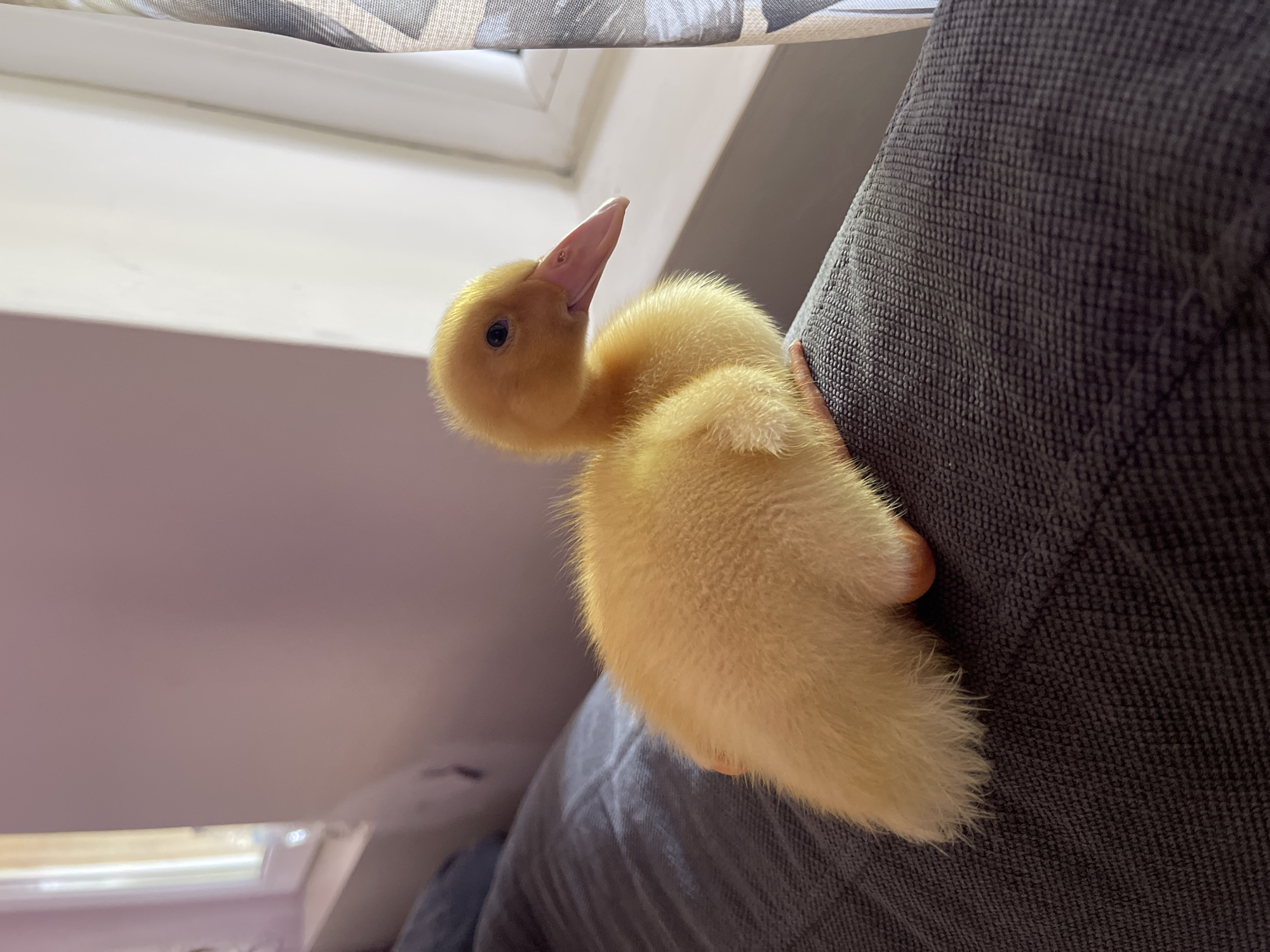 A fluffy yellow duckling is perched on the armrest of a dark gray sofa. The duckling is facing to the right, with its head turned slightly towards the camera. Its eyes are dark and its beak is pink. The background is blurred, but appears to be an indoor setting with a window and curtains. There is a hint of a wall and possibly furniture on the left side of the image. The lighting suggests it is daytime.