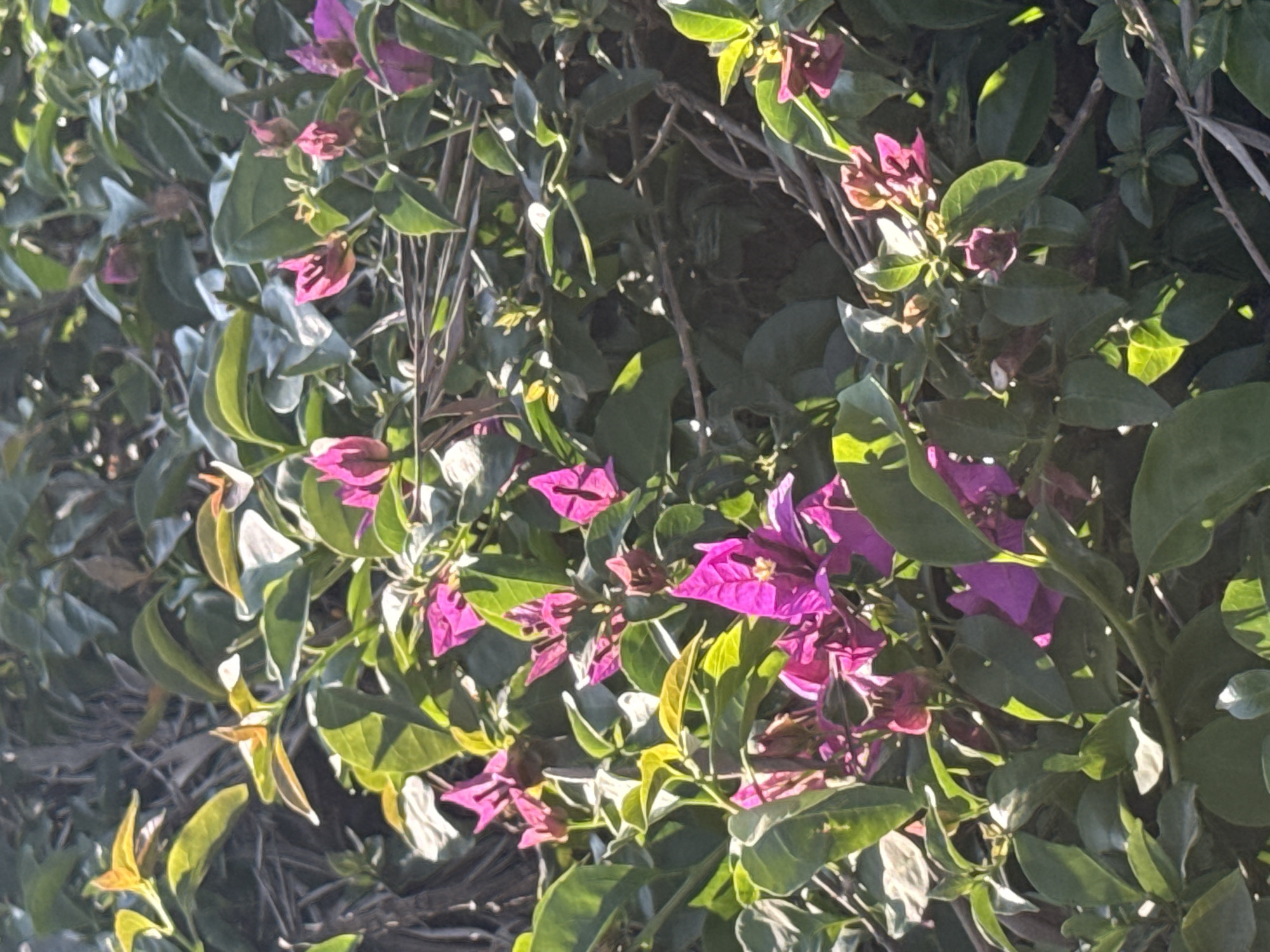 The image shows a close-up of a bougainvillea bush with vibrant magenta bracts interspersed among green leaves. The sunlight is shining through the leaves creating highlights and shadows. The bush appears to be thriving and healthy. Based on the city listed, Santa Clara Ocoyucan, Mexico, the natural environment suggests a warm, sunny climate suitable for this type of flowering plant. No people or other subjects or objects are in the scene.