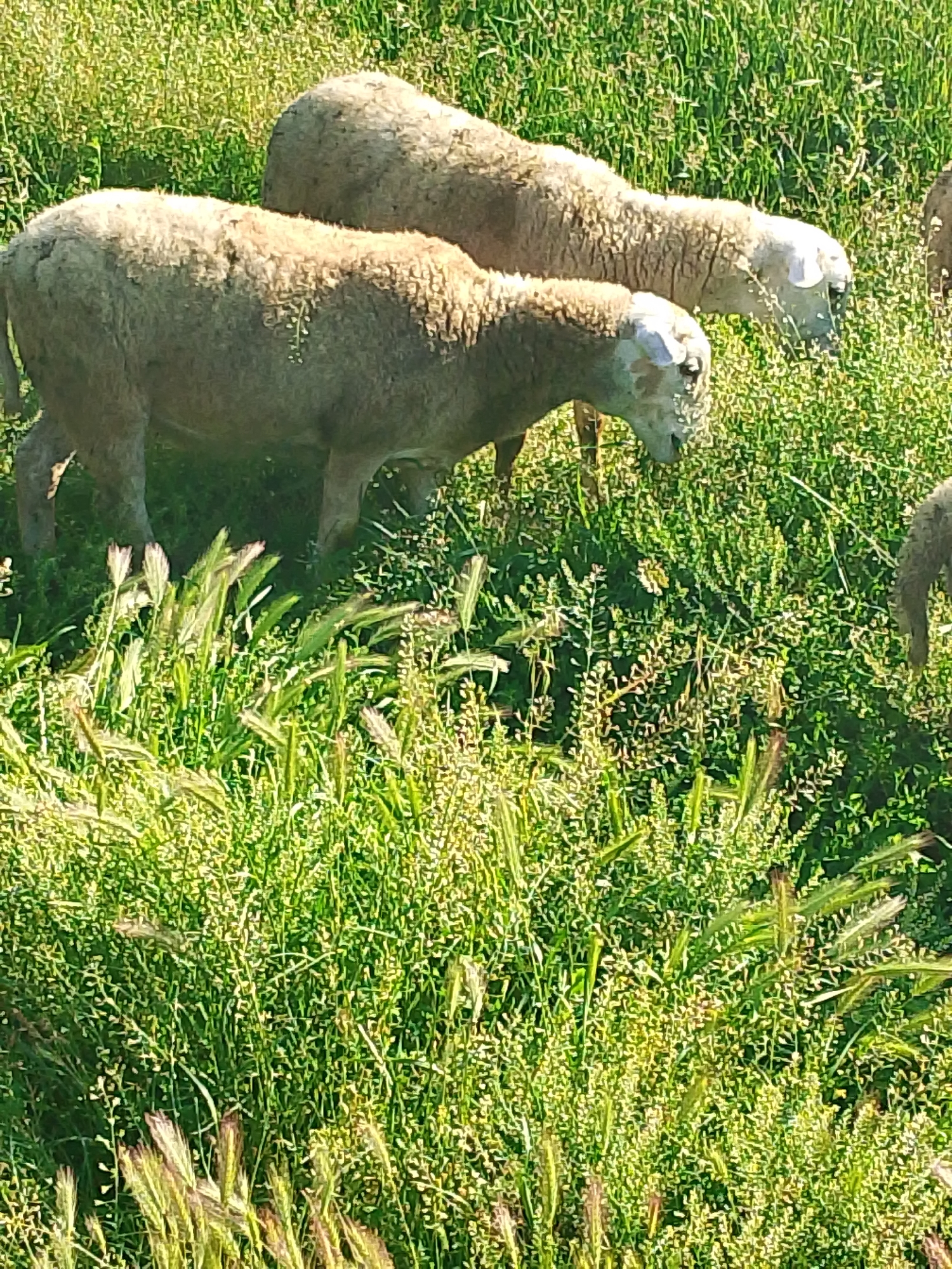 Two sheep with light-colored wool are grazing in a field of lush green grass and other vegetation. One sheep is in the foreground, facing left and partially obscured by the tall grass. The second sheep is behind the first, facing right and appears to be slightly larger. The environment is a sunny, outdoor setting.