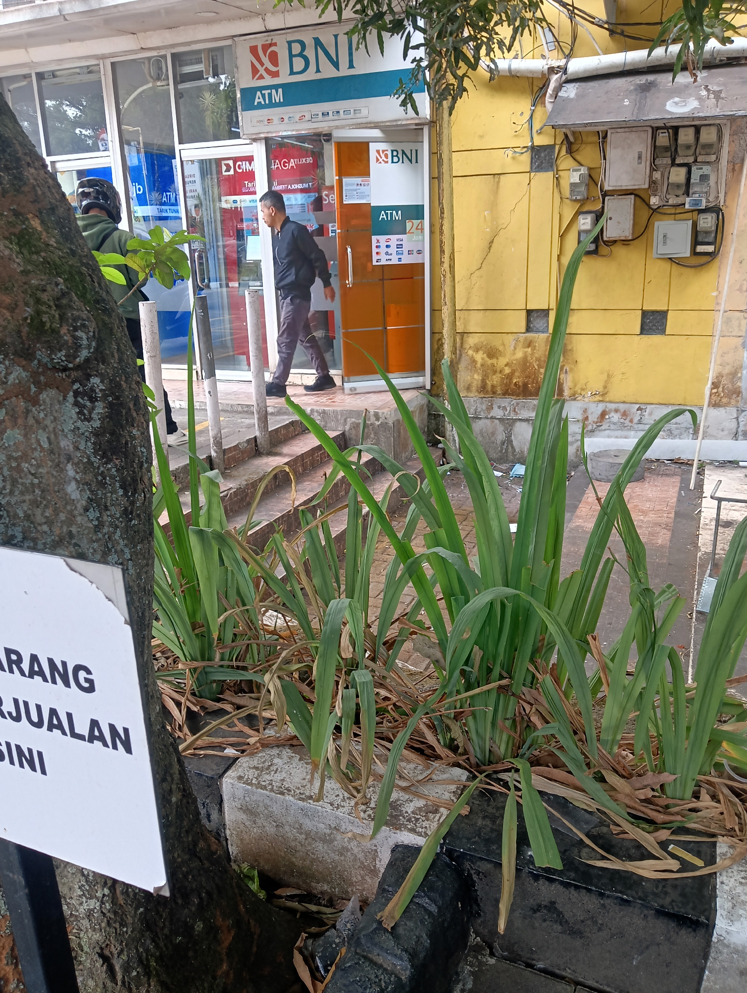 The image captures an outdoor scene in front of a BNI ATM in Cigintung, Indonesia. A man in a dark jacket and pants walks away from the ATM. To the left, another person wearing a helmet and a green jacket is partially visible, facing towards the ATM. In the foreground, a tree trunk with moss and lichen growth is on the left, with a white sign attached to it that is partially obscured but displays the words "ARANG" and "RJUALAN". A cluster of tall, green leafy plants with some dried brown foliage grows in a planter box. Behind the plants, a concrete sidewalk leads to the entrance of a building with a yellow facade, which houses the BNI ATM. Various electrical boxes and conduits are mounted on the yellow wall. The ground appears to be paved with concrete and brick.