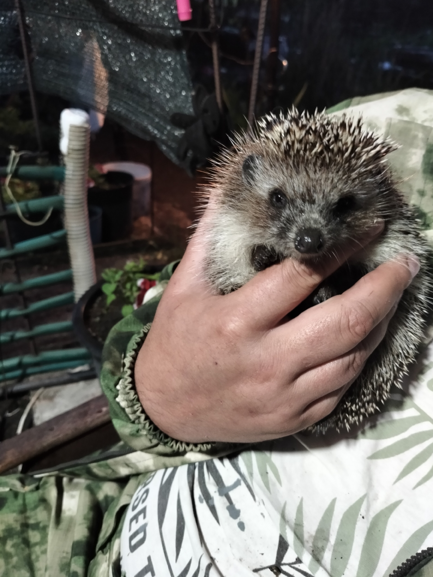 A person is holding a hedgehog. The hedgehog is a small, spiny mammal with dark eyes and a pointed snout. The person's hands are visible, gently cradling the animal. The person is wearing a camouflage jacket. The background is out of focus but appears to be an outdoor setting, possibly a yard or garden. There is some fencing and greenery visible. The overall lighting suggests it might be evening or nighttime. The image was taken in the city of Shchastia, Ukraine.