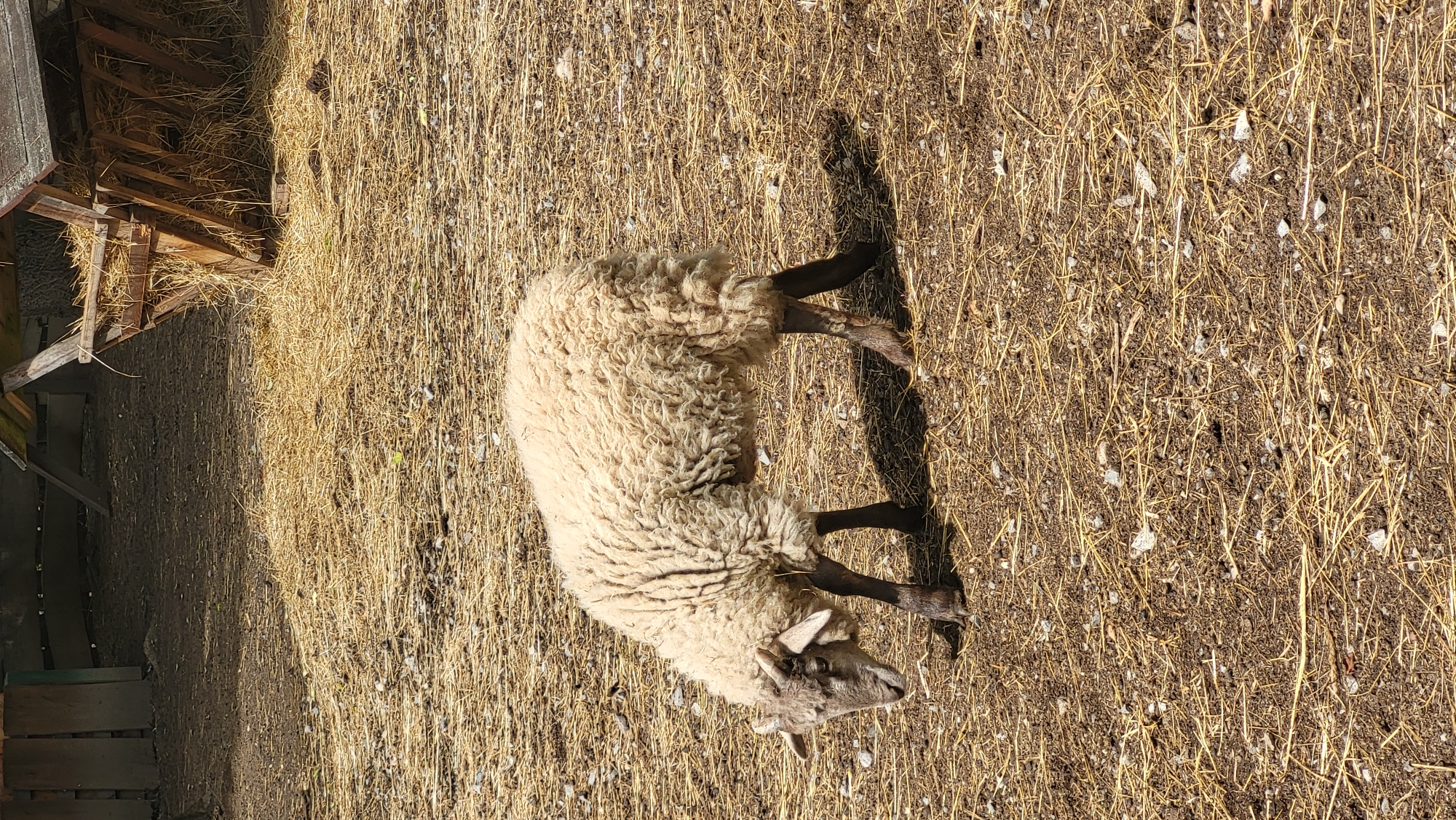 A sheep with a thick, shaggy, cream-colored fleece stands in a pen. The sheep is facing left, with its head lowered as if grazing. Its legs are dark brown. The ground is covered with dry straw and dirt. In the background, there is a wooden structure that appears to be a shelter or feeder, and a wooden fence. The scene is outdoors, under natural light, suggesting it is daytime. The image does not contain any specific landmarks or features that would allow for the identification of its location in the city of Prešov, Slovakia.
