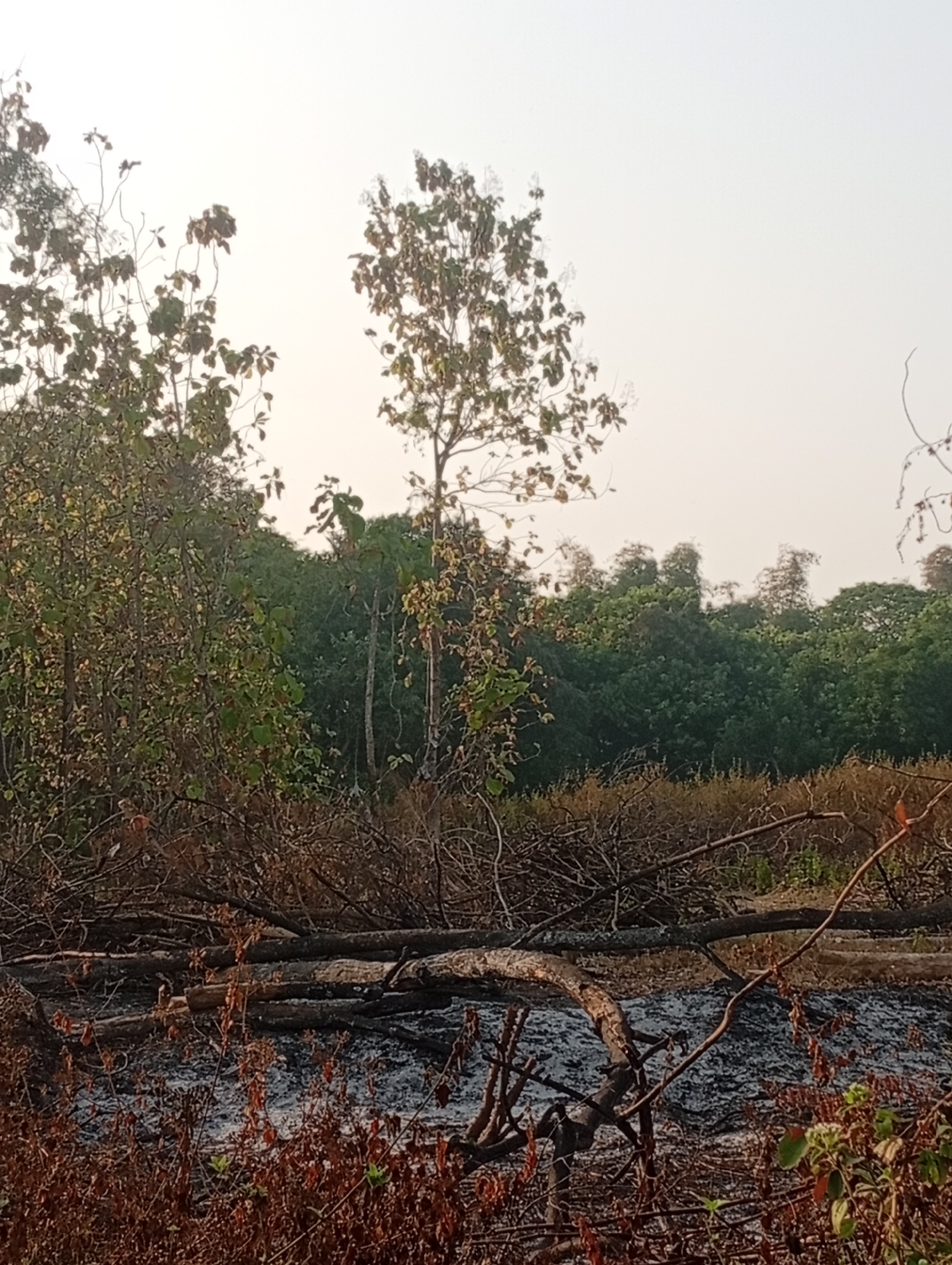 This is a medium-shot, eye-level outdoor photograph taken in a natural environment. The scene appears to be a deforested area with evidence of burning. In the foreground, a pile of fallen logs and branches lies on top of a burnt area, which is covered in ash and debris. The surrounding vegetation consists of dry, brown undergrowth and some scattered green leaves, indicating a recent fire or dry season. In the midground, there are more trees, some with sparse foliage and others with denser green canopies. The background is dominated by a thick forest of trees, with a hazy, pale sky above. The overall impression is one of a landscape recovering from or experiencing the effects of a fire, with a mixture of burnt and living vegetation. The location in Sarangmeduro, Indonesia, suggests a tropical or subtropical climate. No people are visible in the image.
