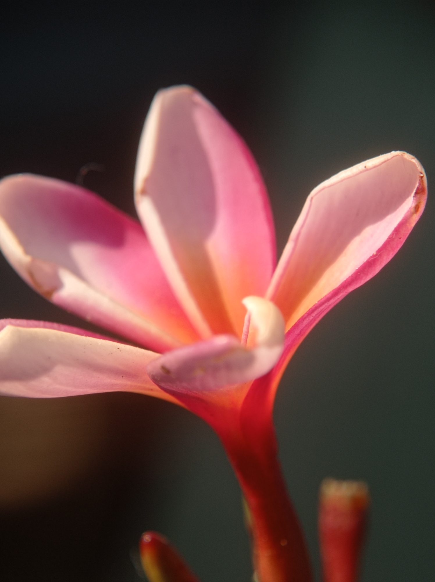 A close-up, vertically oriented shot captures a vibrant pink and white plumeria flower against a dark, out-of-focus background. The flower's delicate petals are illuminated by sunlight, highlighting the transition of color from deep pink at the edges to a soft white and yellow towards the center. The stamen is a pale creamy yellow. The flower's stem is a vivid red, and a portion of another red stem is visible in the lower right corner. The overall impression is one of natural beauty and delicate detail.