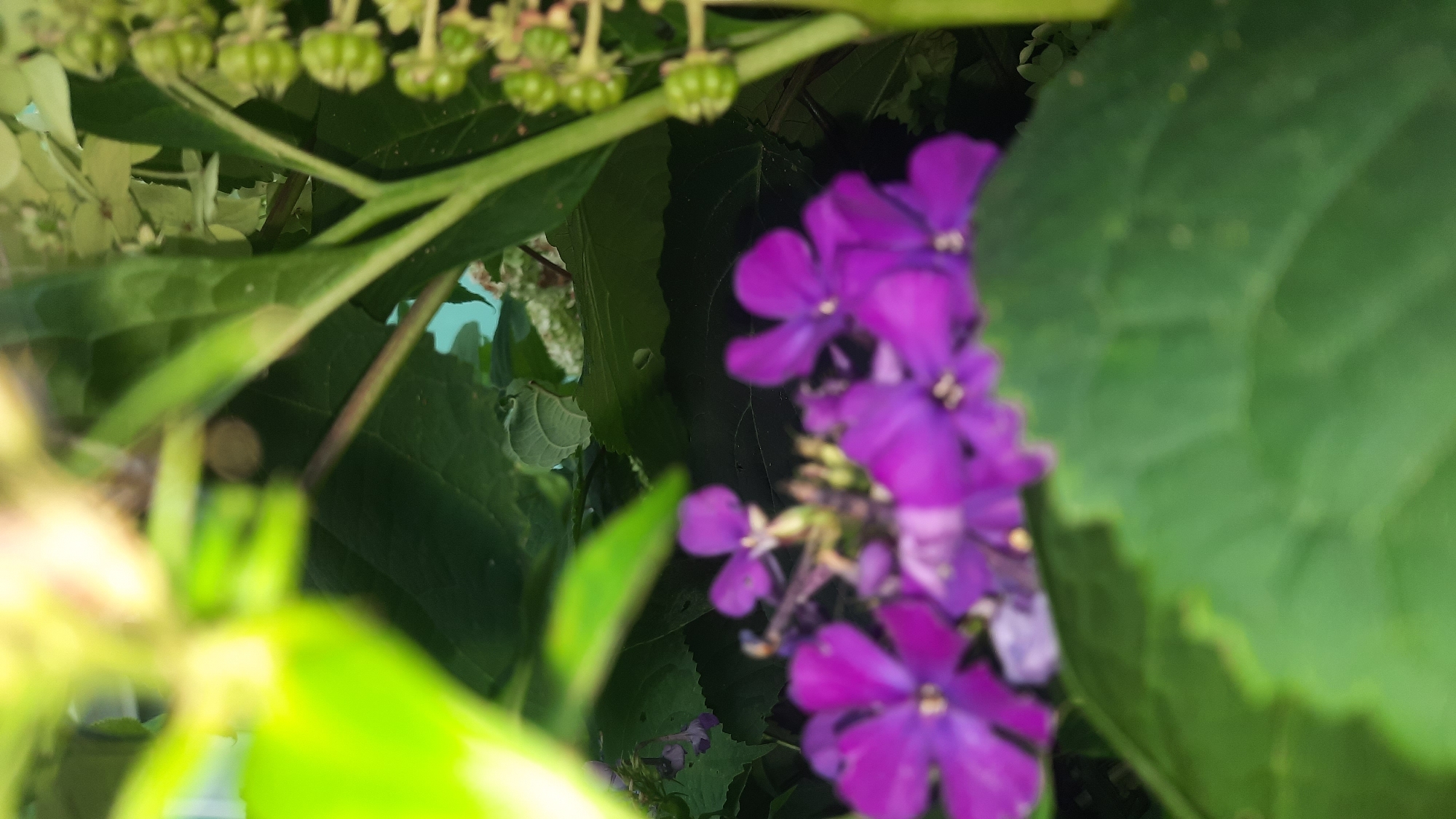 This is a close-up, vertically oriented, poorly lit, and out-of-focus photograph of purple flowers and green foliage. The image appears to be taken outdoors, likely in a garden or natural setting, with the bright green of leaves dominating the foreground and background. Several purple flowers, with four petals each, are visible in the mid-ground. Behind them, there are other out-of-focus green leaves and some small, round green seed pods or berries clustered on a stem. A thin, vertical stem is visible running through the center of the image, supporting the flowers and foliage. The overall impression is one of lush greenery and delicate purple blooms, but the lack of focus and harsh lighting obscure specific details of the plants. The location in Shklov, Belarus is not discernible from the image itself.