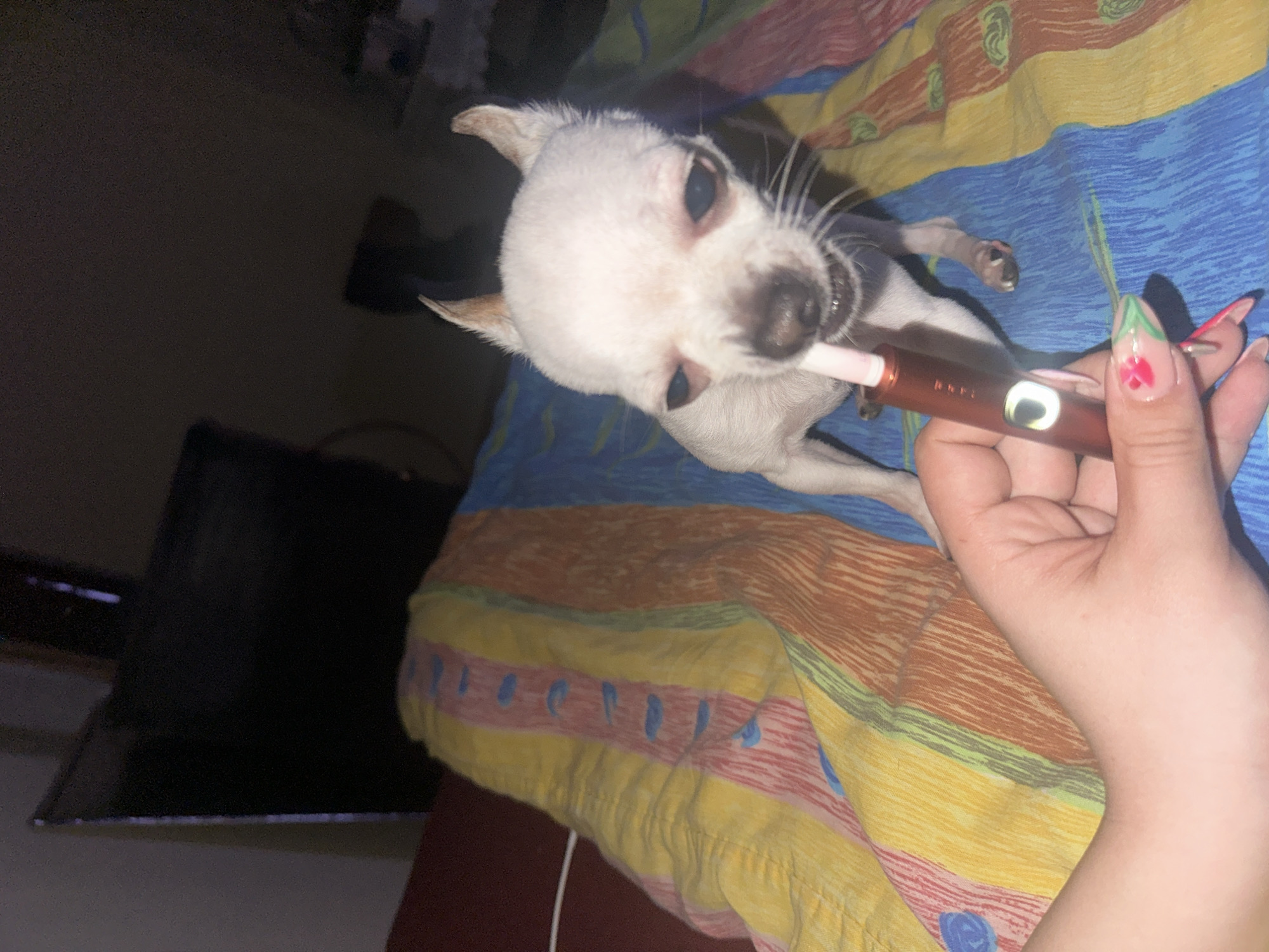 A small, white chihuahua puppy is lying on a multi-colored bedspread. The dog is biting down on the mouthpiece of a brown electronic cigarette held by a person's hand. The person's hand, with long fingernails decorated with flower designs, is positioned to the right of the dog's head. The background includes a dark area possibly showing a television screen. It is not possible to determine the specific location in Chubra, Bulgaria based solely on the provided image.