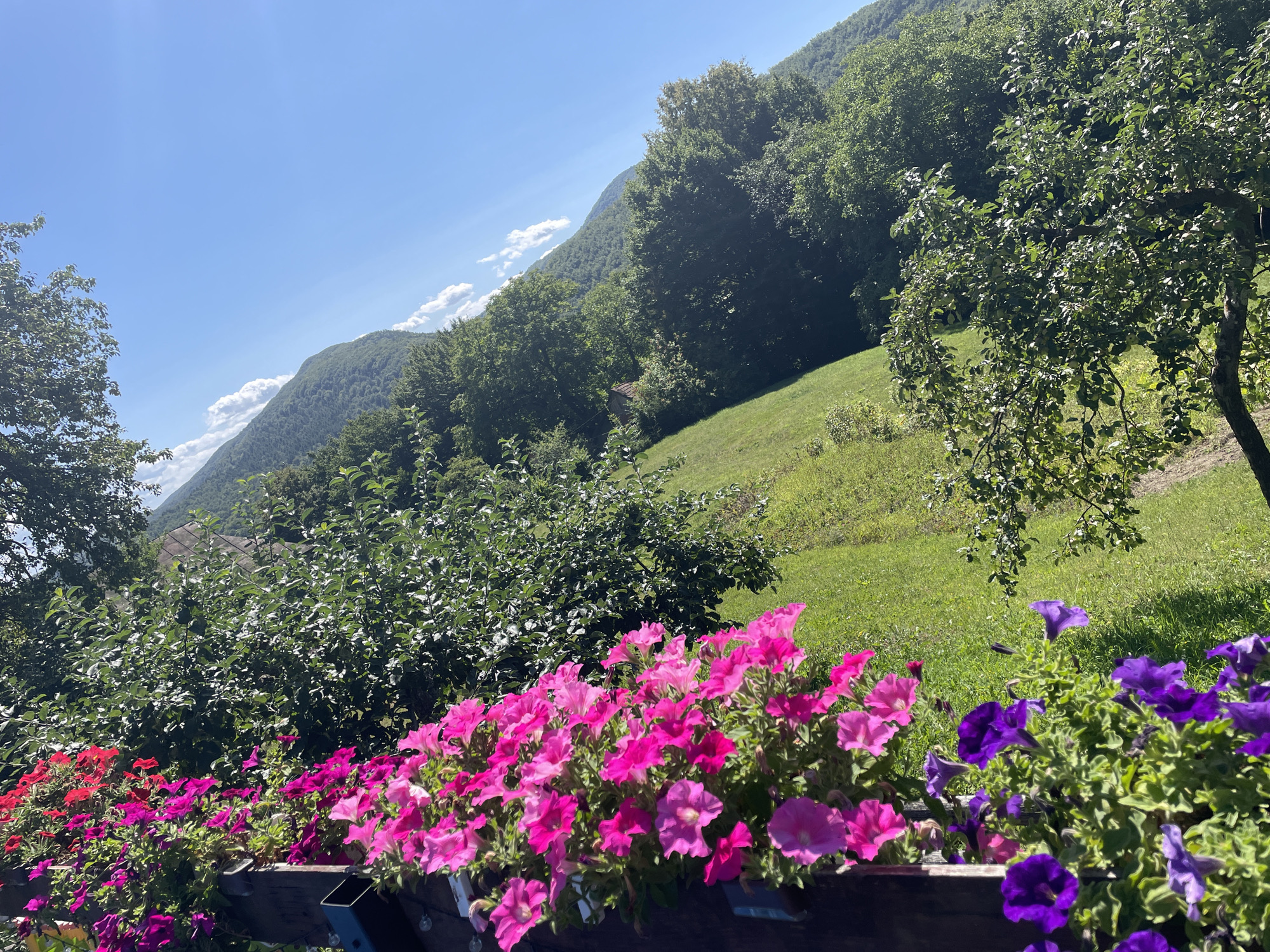 The image is an outdoor shot capturing a vibrant display of petunias in various shades of pink and purple, arranged in a wooden planter box. The flowers are in full bloom and occupy the foreground. Behind the flowers, a dense line of green foliage creates a backdrop. Further in the distance, a lush green hillside rises, covered with trees. The sky above is a clear, bright blue with a few wispy clouds. The scene appears to be in a rural or mountainous setting, suggesting a location in the countryside rather than a city. No people or animals are visible in the image. The overall atmosphere is serene and picturesque, highlighting the beauty of nature and the colorful flowers.