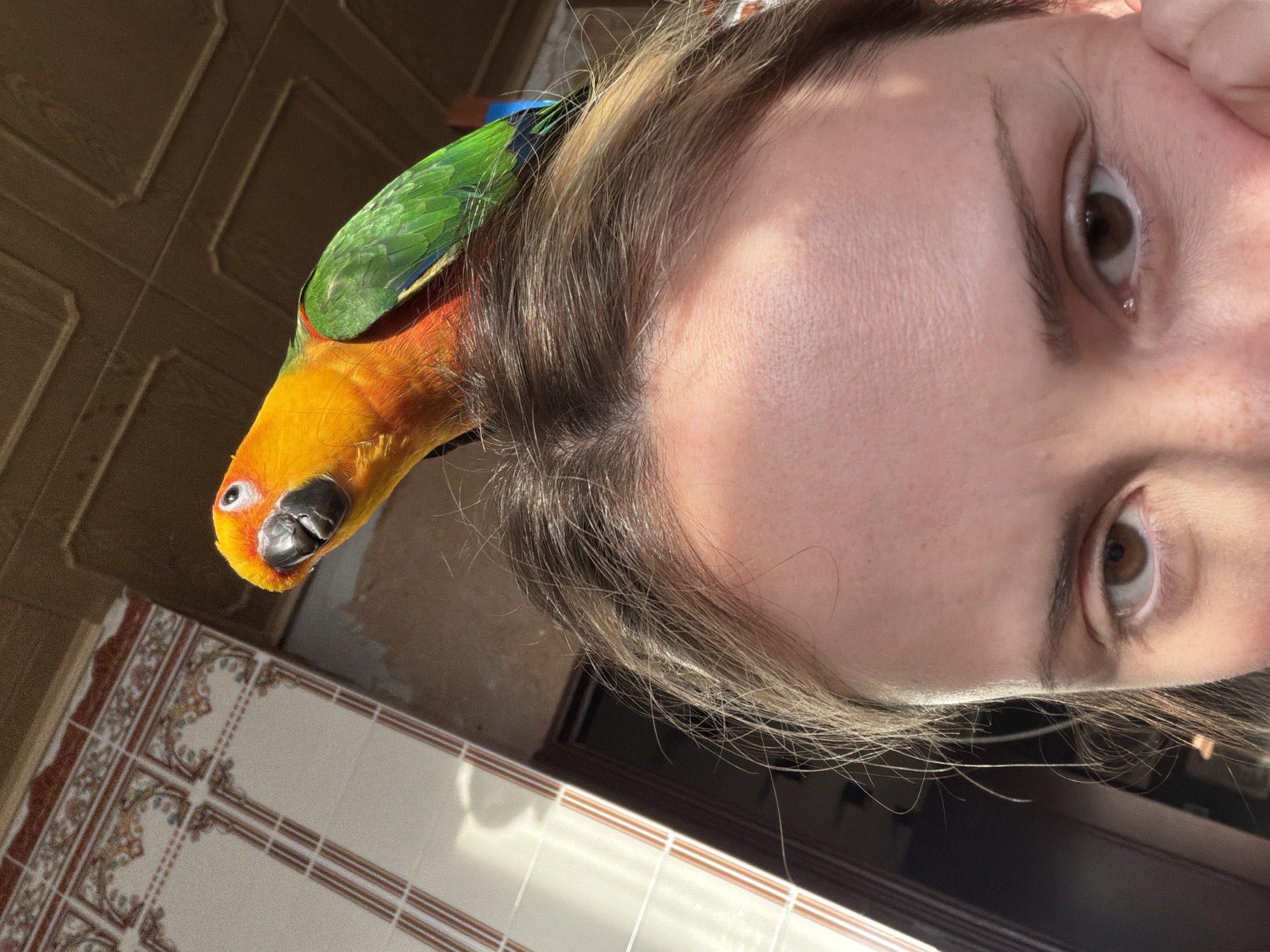 A close-up shot shows a person's face with a Sun Conure parrot perched on their head. The person's forehead and one eye are visible, with a hand resting near their cheek. The parrot, with its vibrant orange, yellow, and green plumage, looks towards the camera. The background features decorative tiled walls and a textured ceiling, suggesting an indoor setting. The lighting indicates it is daytime, with sunlight casting shadows. No specific location in Khimki, Russia is identifiable from the visual elements.