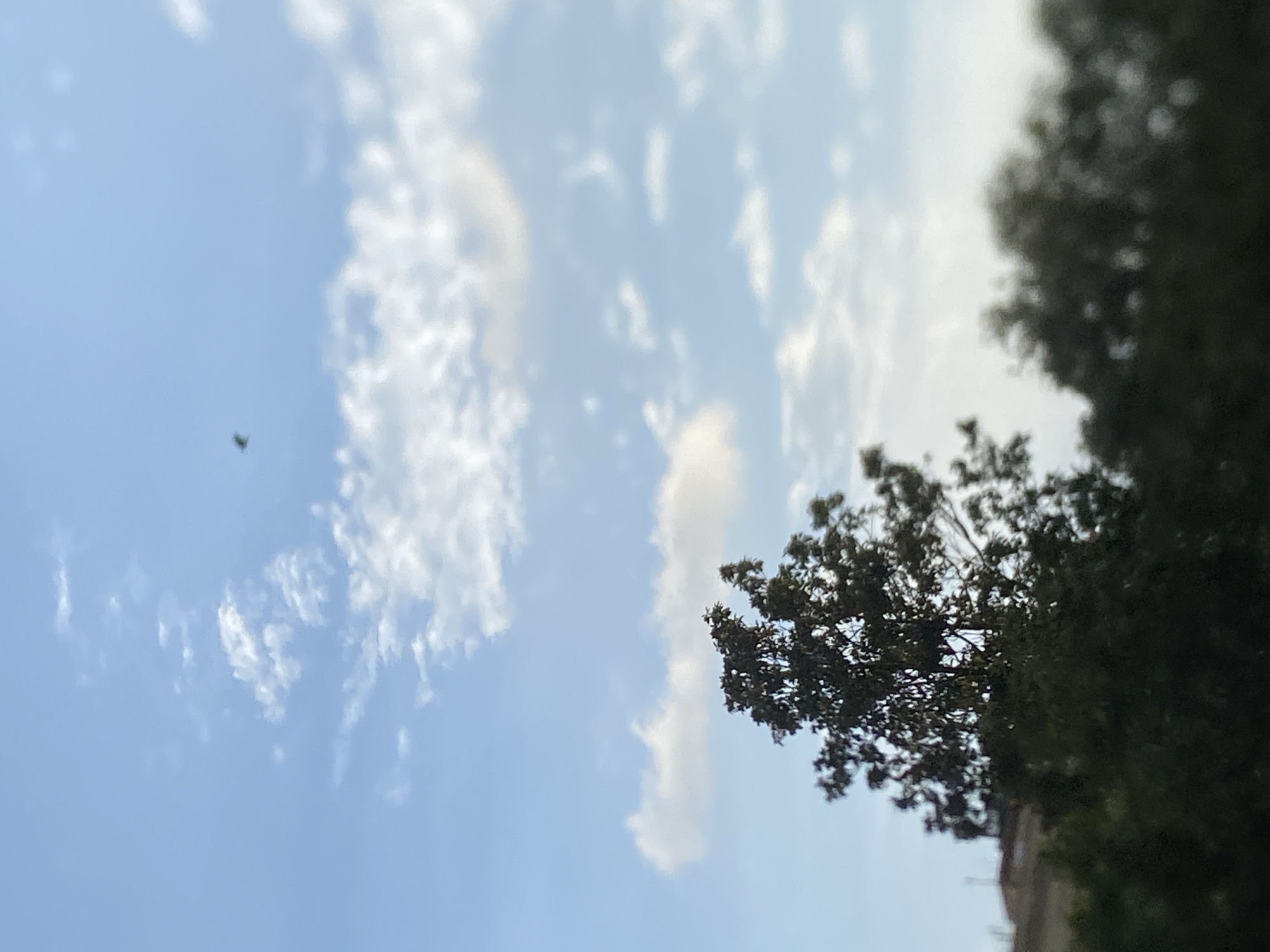The image shows a sky with scattered clouds and a tree in the foreground. A bird is flying in the sky. The image is taken from Genoa, Italy. The sky is blue with white clouds. The tree is dark green and is in focus. The bird is small and is in the upper part of the image. The background is blurred and shows buildings and more trees. The overall image has a soft, blurry quality.
