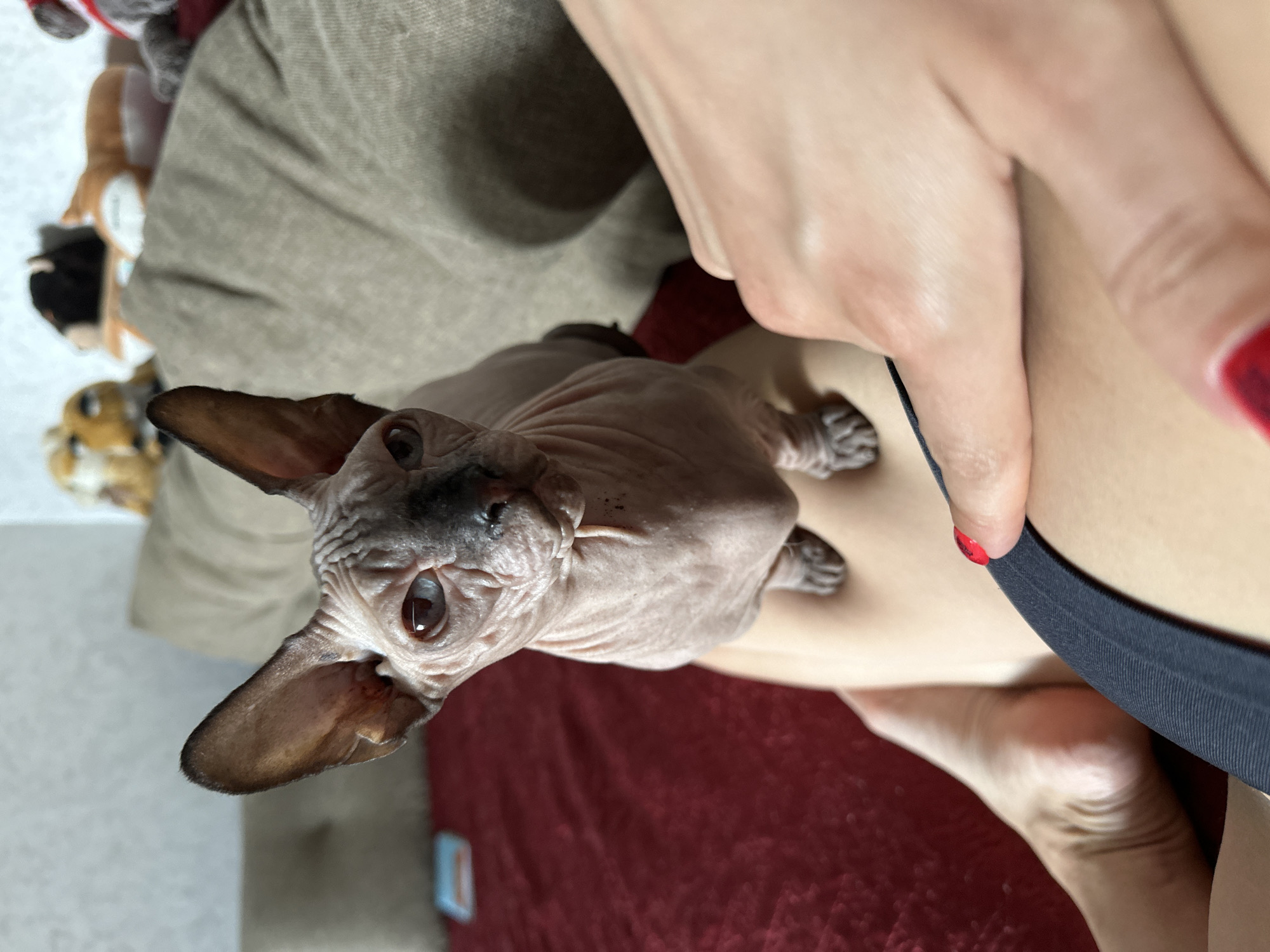 A close-up shot features a Sphynx cat sitting on a person's lap. The cat is mostly bald, with wrinkled skin and large ears. Its eyes are open, and it is looking directly at the camera. The person's hands are visible, with one hand gently touching the cat's back and the other pointing towards it. The person has bright red nail polish on their fingers. The background is blurred, showing a red surface and a beige couch with stuffed animals. The scene appears to be indoors, likely in a home setting. There is no information in the image that would allow for its location to be identified within the city of Vladimir, Russia.