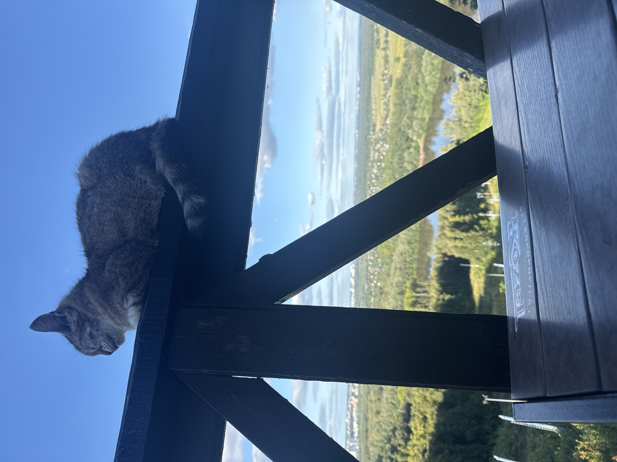 A domestic cat is perched on a dark wooden railing, its body oriented to the left and its head looking downwards. The cat has grey tabby markings and appears relaxed. Behind the railing, a panoramic view of a city, identified as Ufa, Russia, unfolds. The landscape is characterized by a winding river, lush green trees, and scattered buildings. The sky above is clear blue with a few scattered white clouds. In the foreground, a dark wooden surface, likely a table, is visible. The image is captured from a slightly elevated perspective.