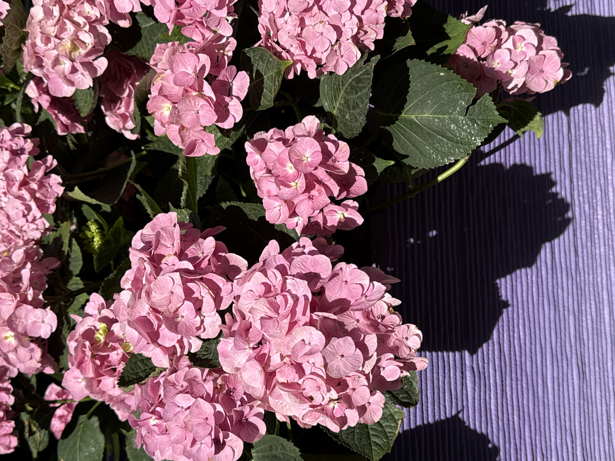 The image displays a vibrant outdoor scene focused on dense clusters of pink hydrangeas, situated in what is stated to be the city of Moscow, Russia. The upper two-thirds of the frame are filled with numerous rounded blooms, each composed of multiple individual flowers with varying shades of pink petals, some exhibiting lighter edges and subtle greenish-yellow centers. Lush, dark green leaves are interspersed among the flowers and form a background in several areas, with some leaves showing bright reflections from direct illumination. The scene is bathed in strong sunlight, creating distinct, sharp-edged shadows. In the lower third of the frame, a horizontally ridged surface is visible, appearing a bright lavender color where illuminated and a deep purple in the shadows cast by the flowers and foliage above. These shadows are irregular in shape and contribute to the sense of depth. No people or animals are present.