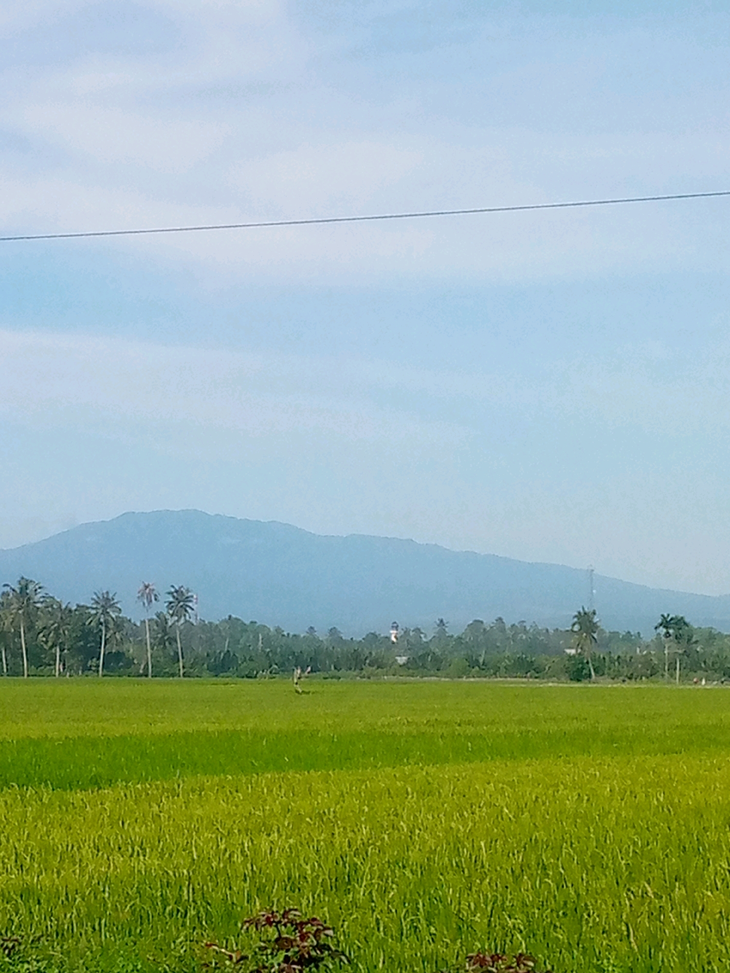 A wide shot captures a verdant rice paddy field under a hazy, pale blue sky with a thin dark line, possibly a wire or a cloud streak, stretched horizontally across it. In the mid-ground, a dense line of palm trees and other foliage separates the field from a distant, low-lying mountain range shrouded in a light blue haze. The mountain range is broad and undulating, with a lighter peak in the center and a more defined peak on the right. A tall, slender structure, possibly a communication tower, is visible on the right side of the mountain range. Tiny figures, likely people, are discernible walking in the distance within the line of trees. In the foreground, the rice field is a vibrant green, with some darker foliage peeking out from the bottom edge. The overall scene suggests a rural landscape in Kutaglumpang, Indonesia, characterized by agriculture, natural formations, and a serene, slightly overcast atmosphere.