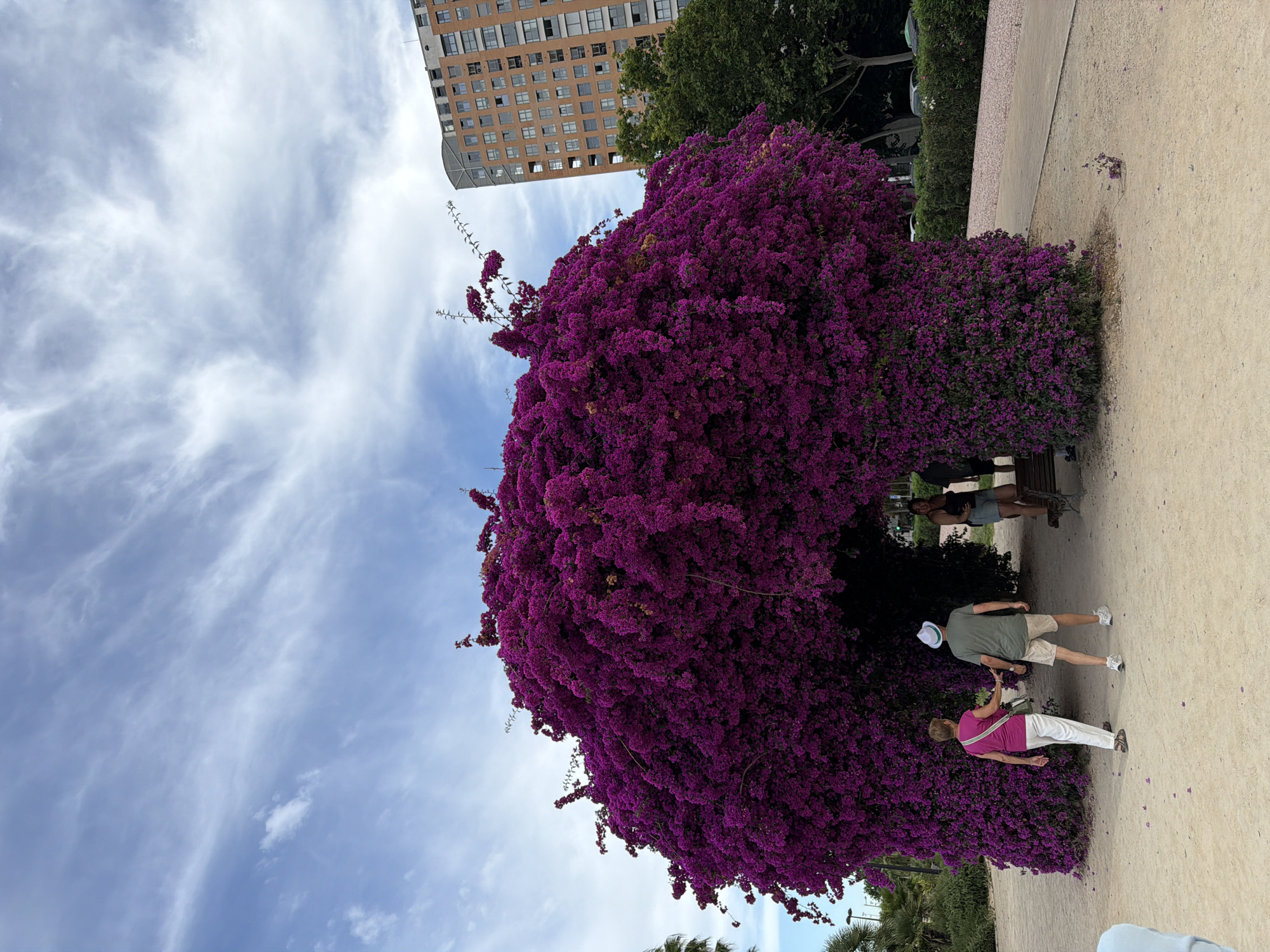 The image depicts a large, vibrant purple bougainvillea bush that has been shaped into an archway. Two individuals, a woman in a pink shirt and white pants, and a man in a green shirt and beige shorts, are walking towards the arch. The ground is covered in sand, with scattered purple petals from the bougainvillea. In the background, a tall, modern brick building stands prominently against a partly cloudy blue sky. To the right of the building, lush green trees are visible. The scene appears to be in an outdoor public space, possibly a park or urban garden.