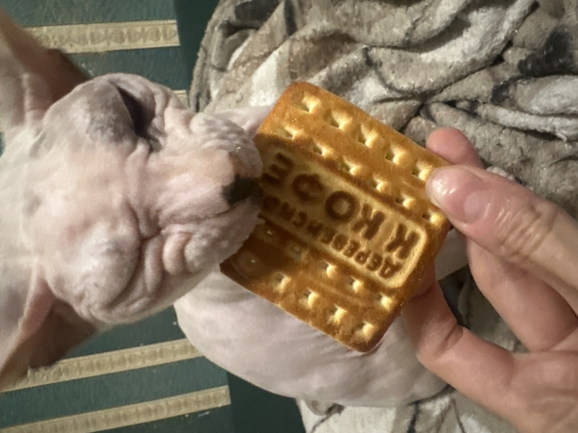 The image shows a close-up of a hairless cat, likely a Sphynx, interacting with a biscuit held by a person's hand. The cat's wrinkled skin and prominent ears are visible as it leans towards the biscuit, its nose close to it. The biscuit is rectangular and appears to have some text embossed on it. The background is a textured fabric, possibly a blanket or upholstery, with a pattern of light and dark stripes. The lighting suggests an indoor setting, likely during the day. The cat's expression and posture imply curiosity or an attempt to taste the biscuit. The person's hand, with manicured nails, is holding the biscuit firmly. The visible text on the biscuit is partially obscured but appears to be in Cyrillic script, with letters like "К", "О", "Ф", and "Е" discernible, along with "ДЕРЕВО" above "ПРЕКРАСНО". The overall scene is intimate and domestic, focusing on the interaction between the pet and its owner over a treat.