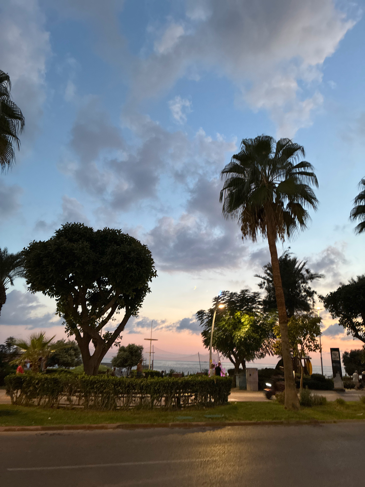 The image depicts a scene along the coastline of Alanya, Turkey, likely at dusk. The sky is a gradient of pale blue and pink hues, with scattered grey clouds. Several palm trees are visible, with one prominent tall palm tree in the center of the frame. To the left, a dense, rounded tree with dark green foliage stands out. In the middle ground, there is a low, manicured hedge bordering a grassy area. Beyond the hedge, a body of water, presumably the Mediterranean Sea, is visible, with a faint hint of a crescent moon in the sky. A street or road runs across the foreground. Distant figures and streetlights can be seen in the background, suggesting a public area or promenade. A motorcycle is parked or moving in the middle ground. The overall atmosphere is serene, characteristic of an evening by the sea.