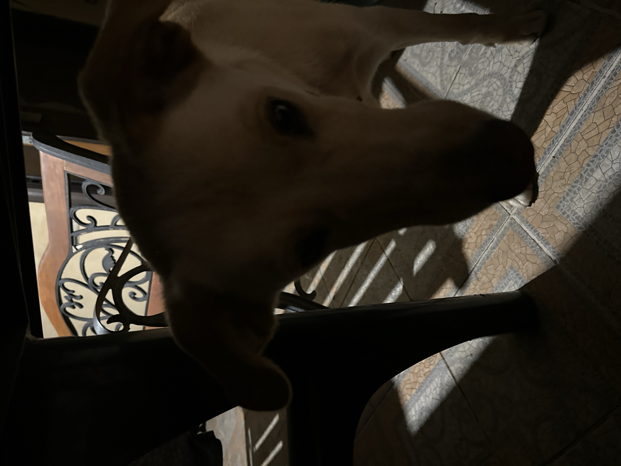 A light-colored dog is partially obscured by a dark table leg in the foreground, looking towards the camera with its head down. Behind the dog and table, a wooden chair with decorative metal scrollwork is visible. The floor is tiled with a mosaic pattern of brown and gray squares. Sunlight casts striped shadows across the floor and the side of the table leg. The image appears to be taken indoors, possibly in a home or a covered outdoor area. There is no information in the image to suggest it is located in Sochi, Russia.