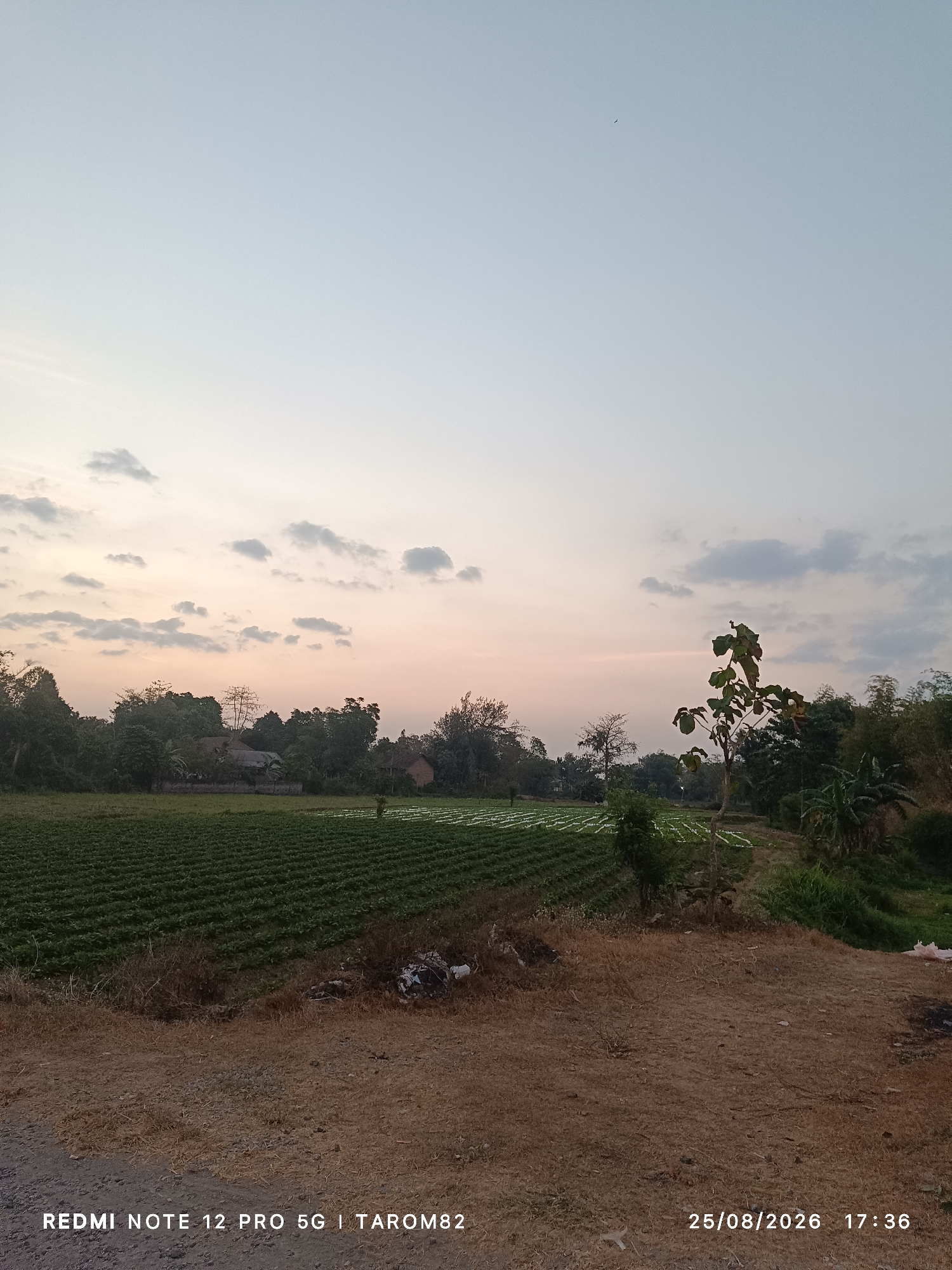 The image captures a wide landscape view in Kandangan, Indonesia, with a rural setting. The foreground consists of dry, brown earth and some sparse vegetation. A dirt road is visible in the lower left corner. Beyond this, a large, well-maintained green field stretches across the middle ground, likely a cultivated crop like tobacco or vegetables, with visible rows and white coverings in some areas. In the background, a cluster of trees and buildings are nestled, suggesting a small village or settlement. A notable feature is a solitary tree with green leaves standing tall on the right side of the field. The sky is clear with a few scattered clouds, transitioning from a pale blue at the top to a soft, warm hue near the horizon, indicating it's likely late afternoon or early evening. The overall scene evokes a sense of calm and rural tranquility. A watermark in the bottom left corner reads "REDMI NOTE 12 PRO 5G | TAROM82", and in the bottom right corner, the date and time are displayed as "25/08/2026 17:36".