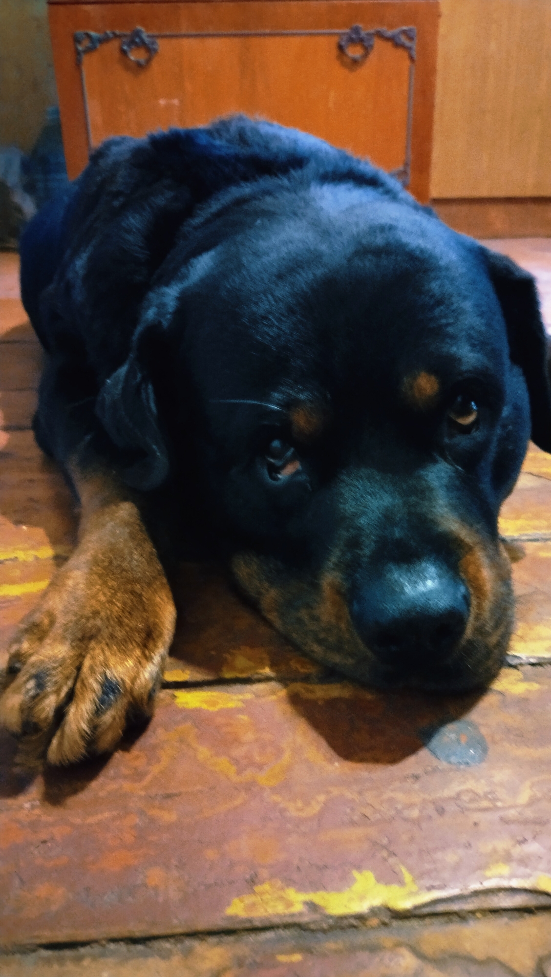 A black Rottweiler dog with tan markings is lying on a wooden floor. The dog's head is resting on its paws, and its eyes are open, looking towards the camera. The dog appears to be calm and relaxed. The background of the image shows a wooden cabinet with ornate metal hardware. The overall lighting is dim, suggesting an indoor setting. The location is a residence in Horishni Plavni, Ukraine.