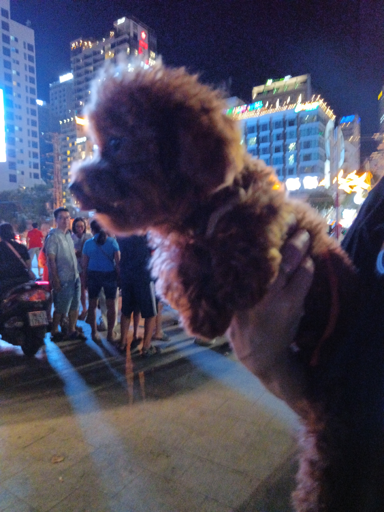 A brown poodle dog is being held in the foreground of the image, obscuring much of the background. The scene takes place at night on a city street, likely in Nha Trang Ward, Vietnam, indicated by the presence of neon signs on buildings and a motorcycle. In the mid-ground, several people are visible, including a man in a light-colored shirt and shorts, a woman in a blue shirt and dark shorts, and others in casual attire. They appear to be standing on a sidewalk or street. The overall atmosphere is bustling, with streetlights and building illumination creating a vibrant nighttime ambiance.
