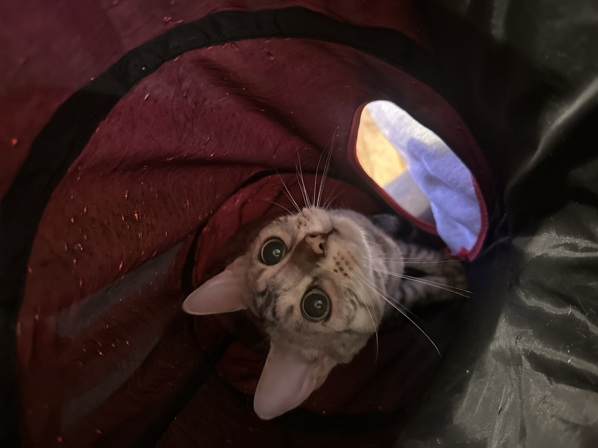A tan and gray tabby cat is positioned inside a fabric tunnel, looking directly at the camera. The tunnel is dark and appears to be red and black. The cat's head is tilted slightly, and its eyes are wide and round. A patch of white material is visible through an opening in the tunnel behind the cat.