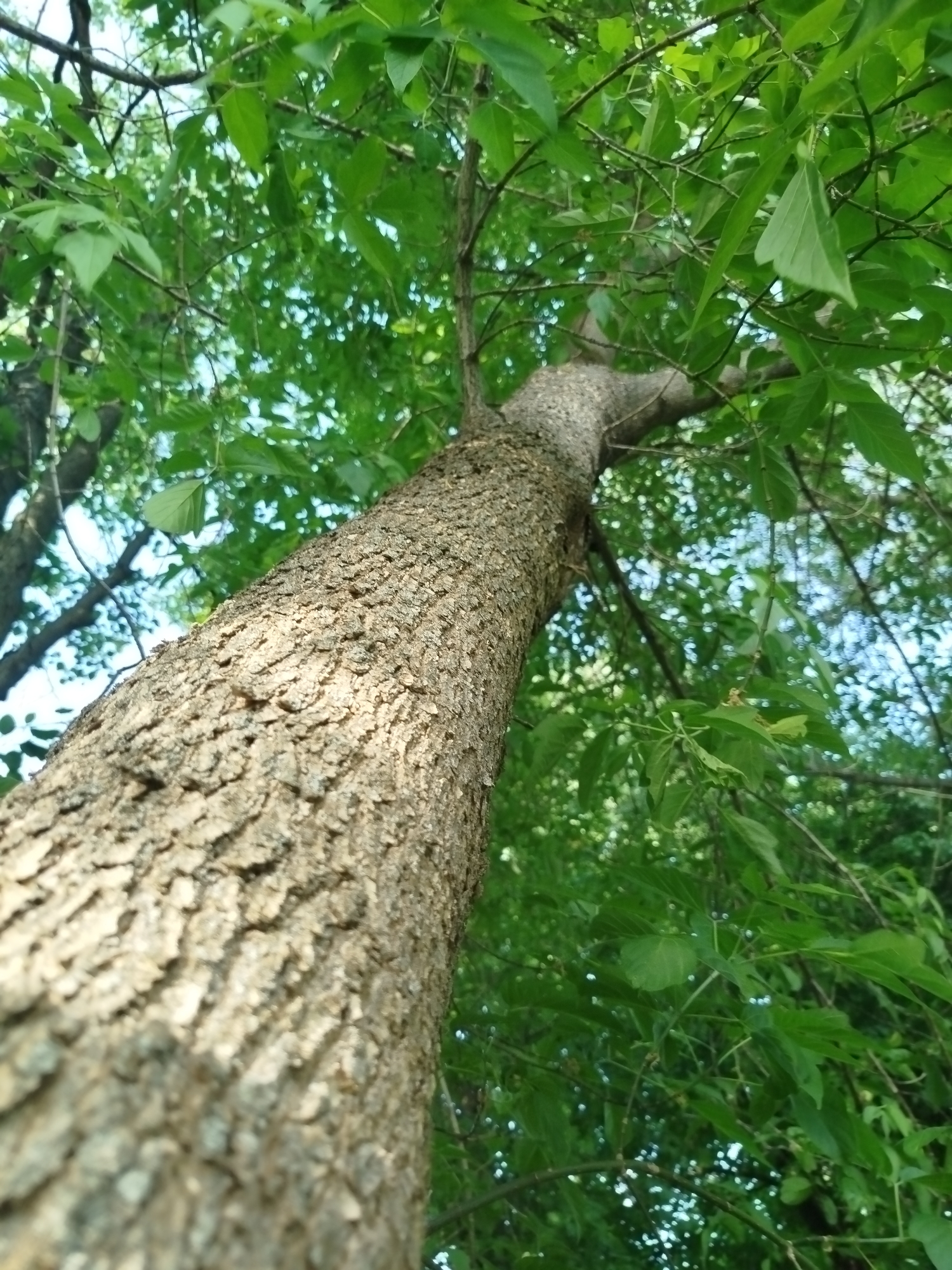 View looking up at a tree with rough, textured bark, located in Мамонтово, Russia. Green leaves are visible among branches reaching toward a partially visible sky.