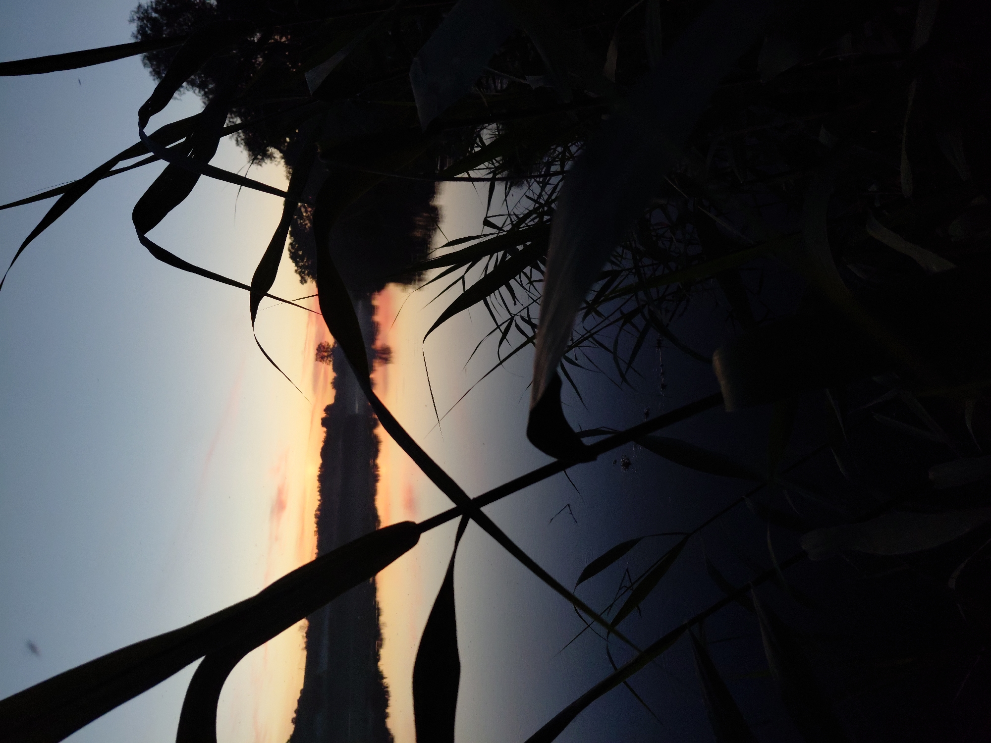 This is a low-angle, vertical-format photograph taken at dawn in Ustyvytsia, Ukraine. The foreground is dominated by the dark silhouettes of tall grass or reeds, which frame a body of water in the mid-ground and a hazy horizon with a gradient sky in the background. The water is dark and still, reflecting the soft colors of the sunrise. Along the far bank, a line of trees and some indistinct structures are visible as dark shapes against the lighter sky. The sky transitions from a pale blue at the top to hues of orange and pink near the horizon, suggesting the sun is just beginning to rise. There are no people or animals visible in the image. The overall mood is tranquil and serene.