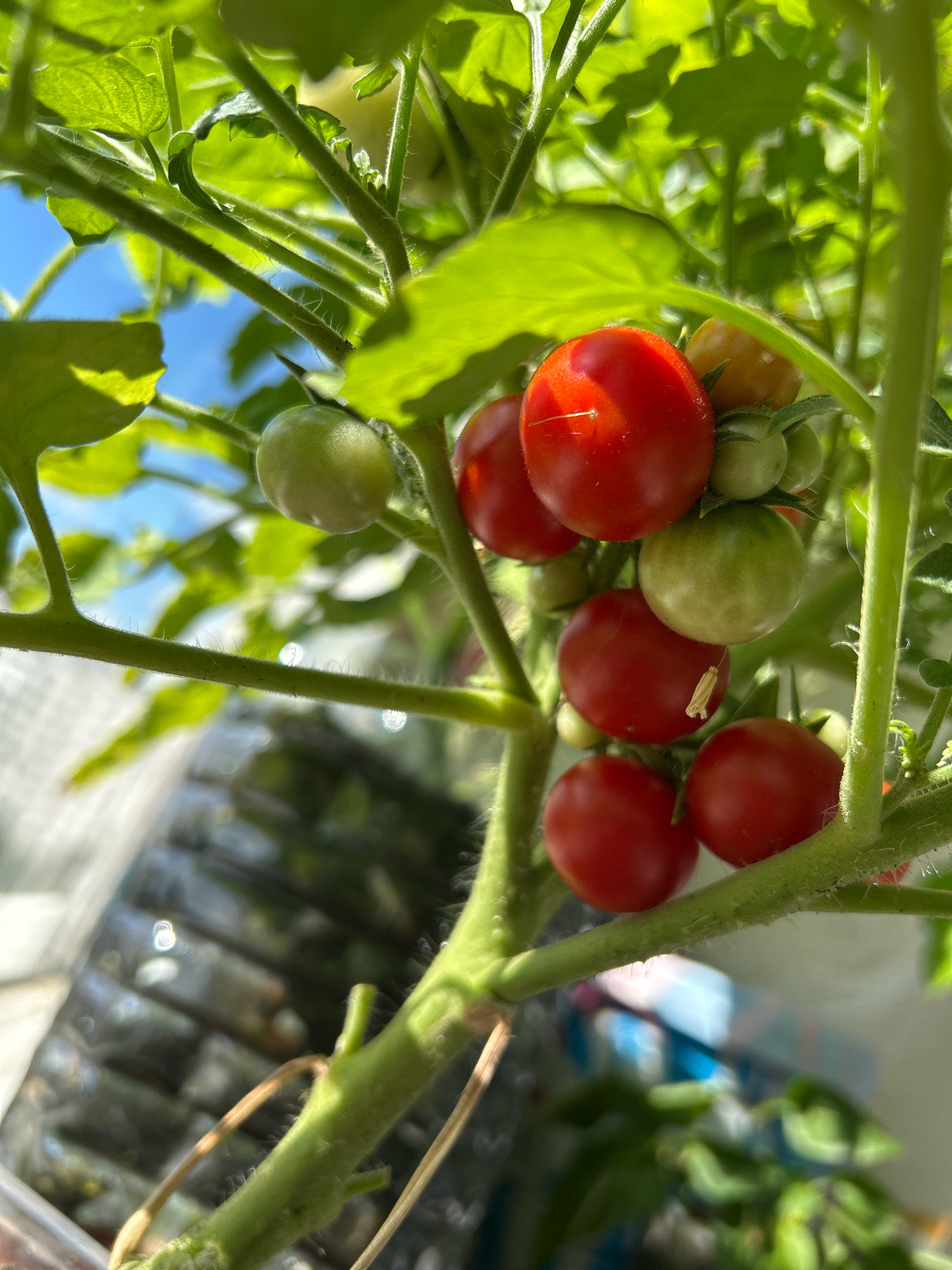 The image shows a close-up of a tomato plant with several ripe red tomatoes and some unripe green tomatoes. The plant is growing in what appears to be an urban environment, with a blurred background suggesting buildings or structures, possibly in a city. The lighting indicates it is daytime. There is no specific indication of location within Moscow, Russia, nor are there any people or animals visible. The focus is on the botanical subject matter.
